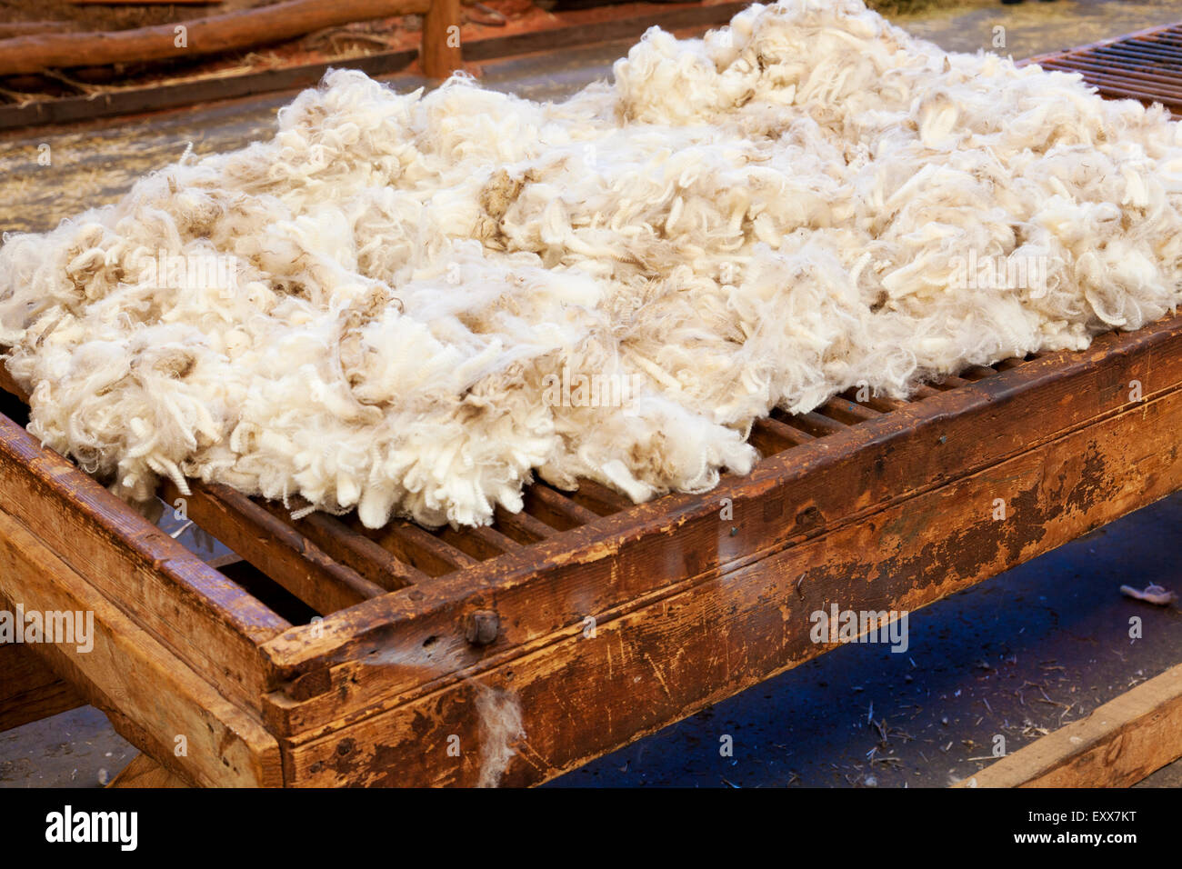 Fresco di lana tagliata Foto Stock