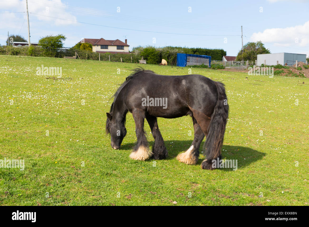 Viaggiatore zingaro pony con lunga coda e i piedi pelosi Foto Stock