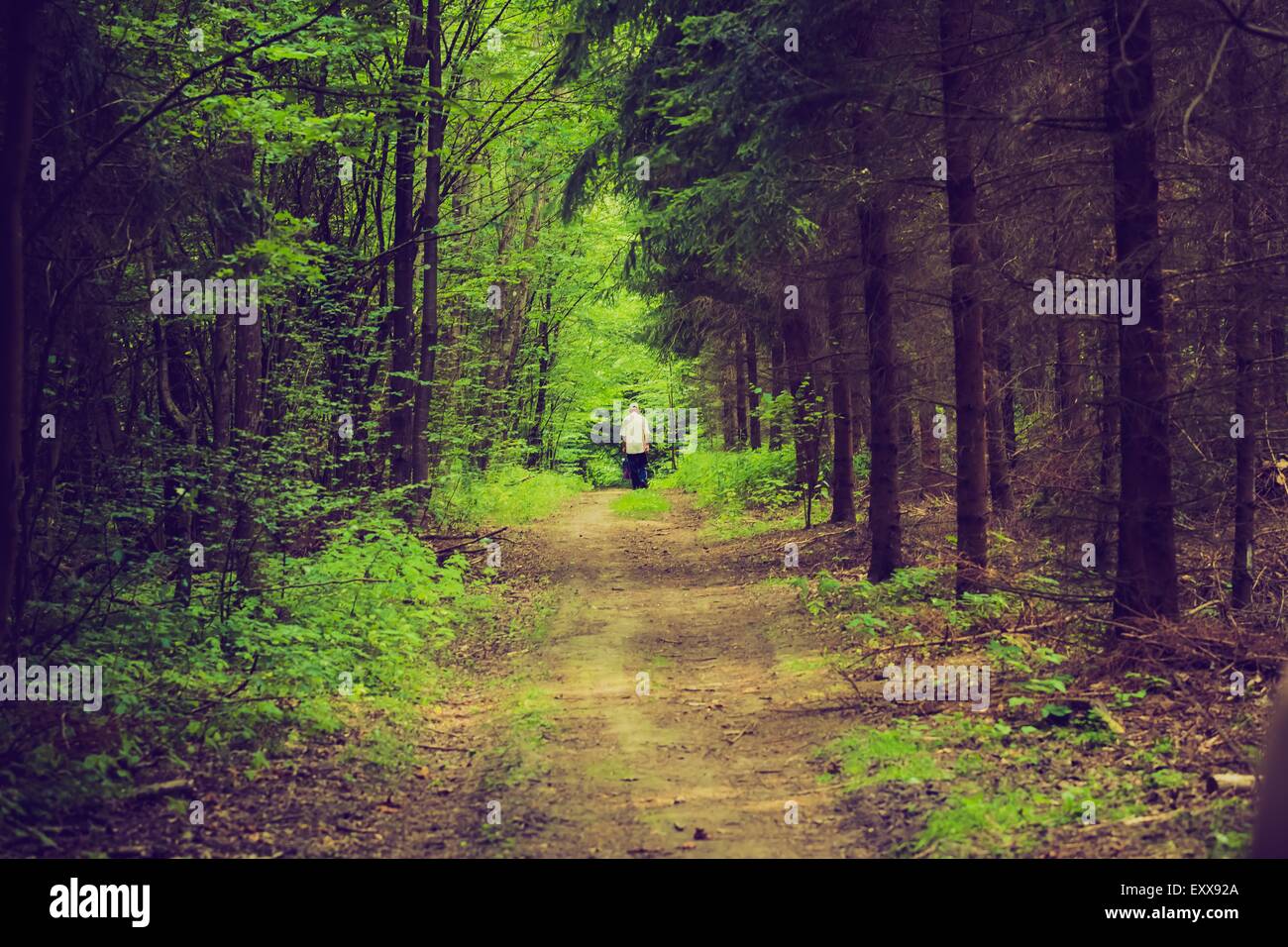 La camminata nella foresta. foto con umore vintage Foto Stock