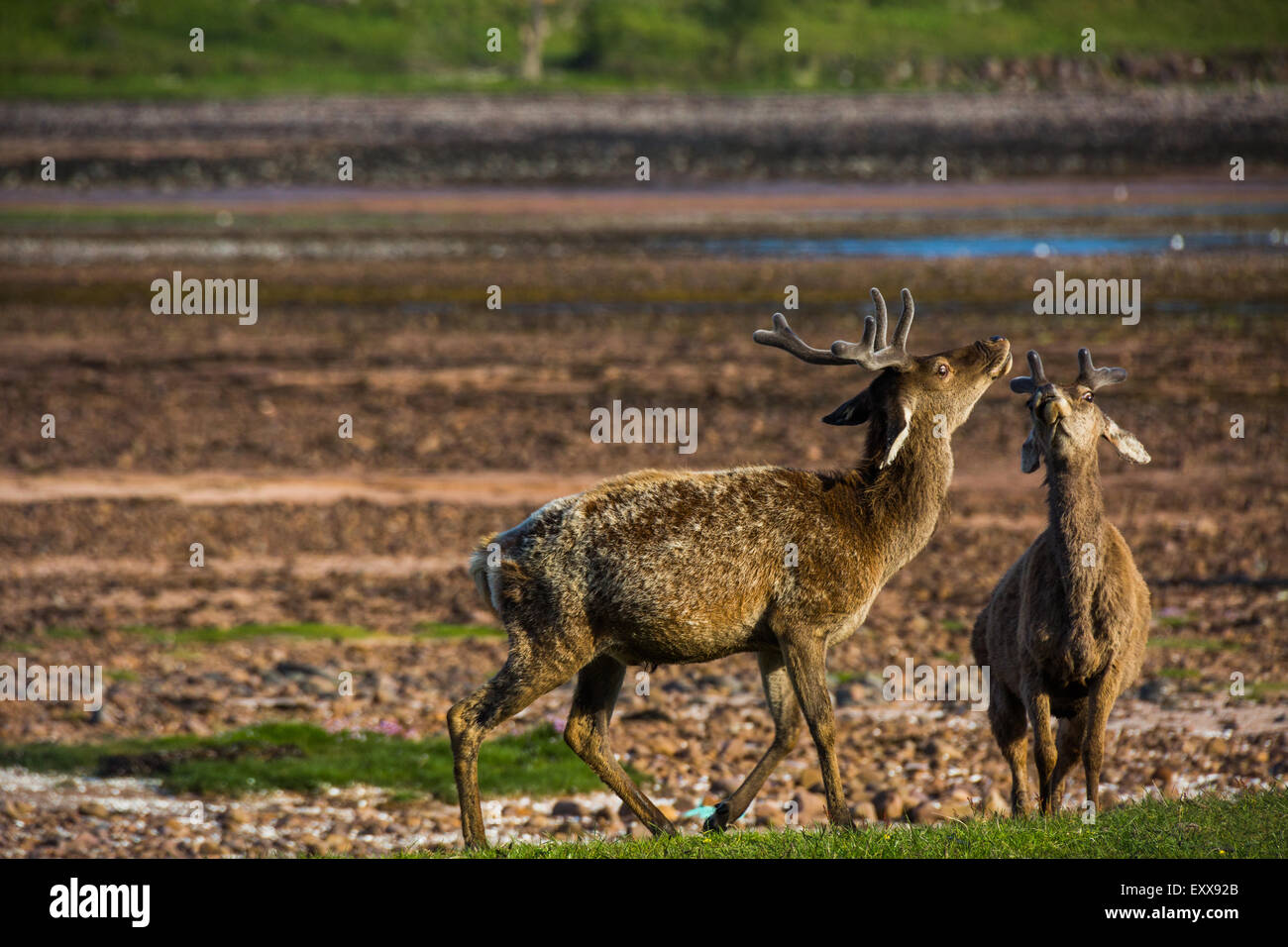 Cerbiatto baying nella baia di Applecross, Scotland, Regno Unito Foto Stock