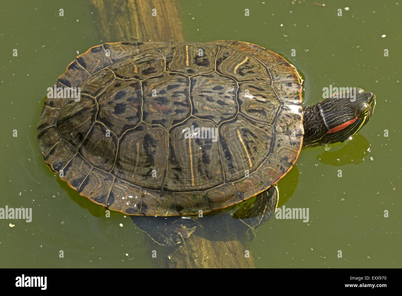 Tartaruga dalle orecchie rosse (Trachemys scripta elegans), Virginia Foto Stock