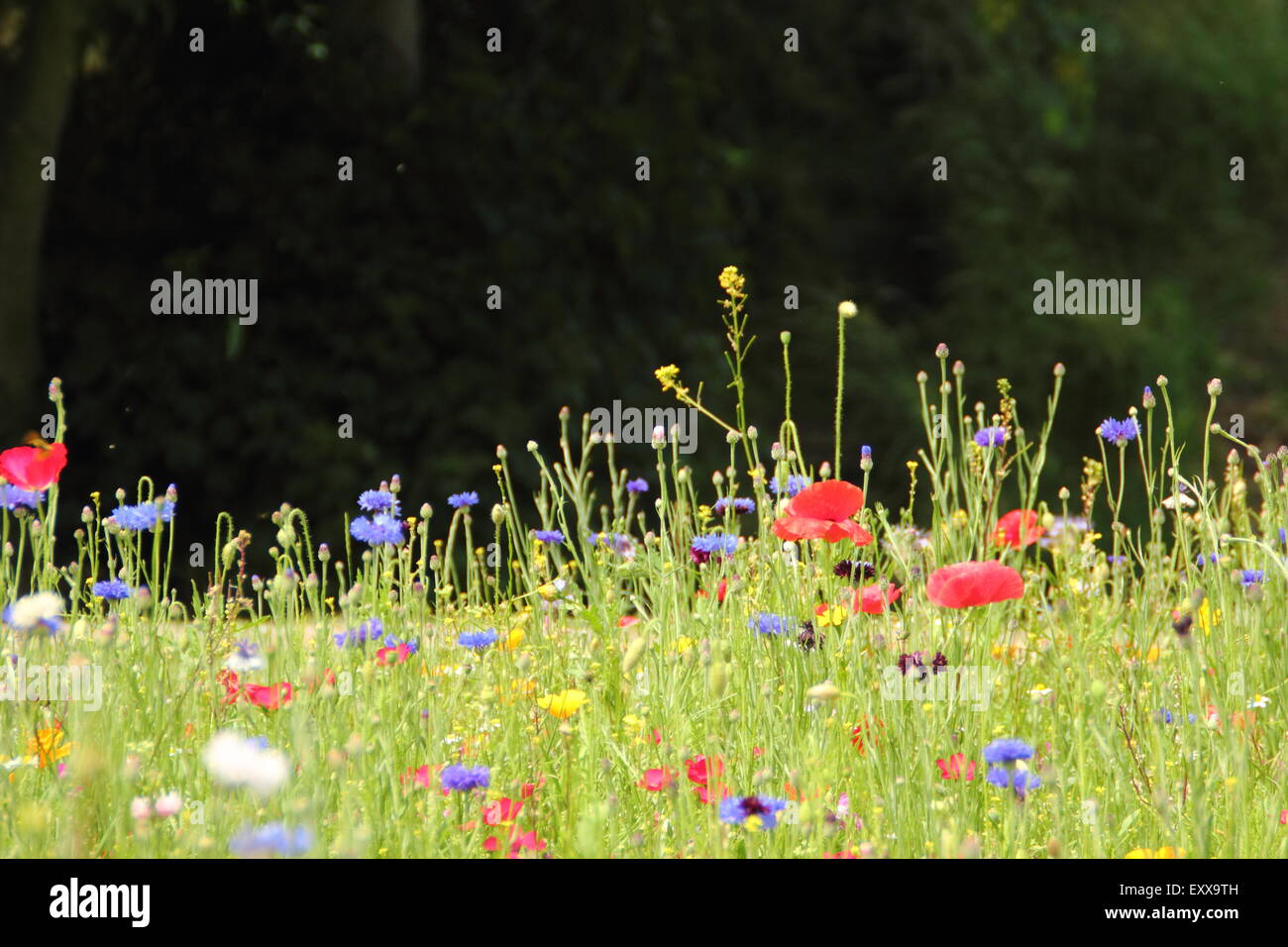 Prato di fiori selvaggi a Sheffield Manor Lodge; home per un impressionista schema impianto, Sheffield South Yorkshire, Regno Unito - Spazio di copia Foto Stock