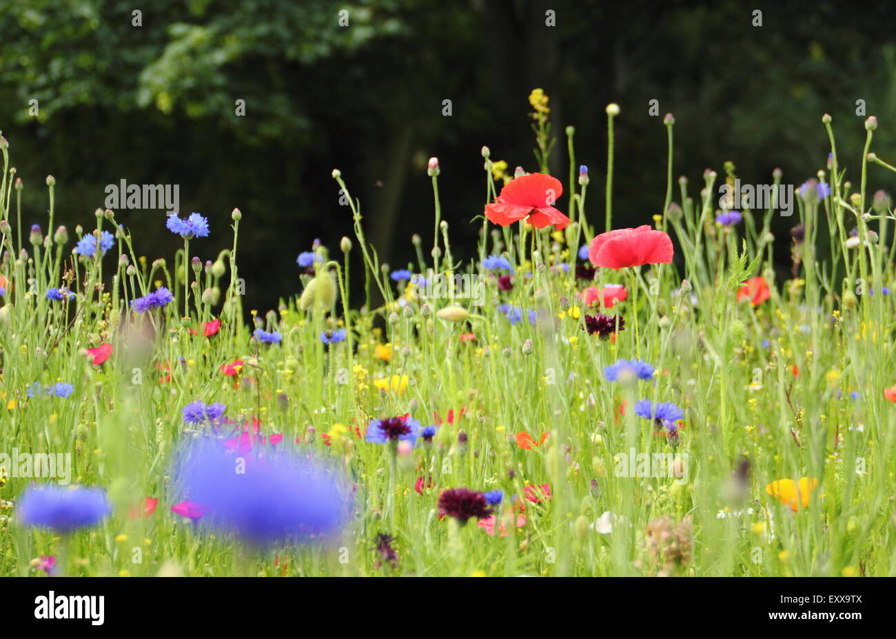 Prato di fiori selvaggi a Sheffield Manor Lodge; home per un impressionista schema impianto, Sheffield South Yorkshire, Regno Unito - Spazio di copia Foto Stock