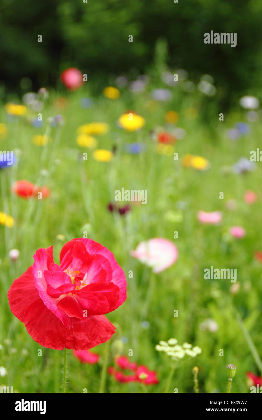 Fiori selvaggi crescono nei giardini a Sheffield Manor Lodge; la casa del fiore impressionista dei regimi per i paesaggi urbani-Inghilterra Foto Stock