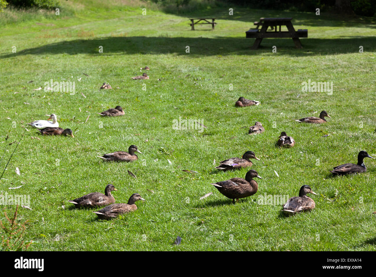 Anatre rilassante sull'erba, Wycoller, Lancashire Foto Stock