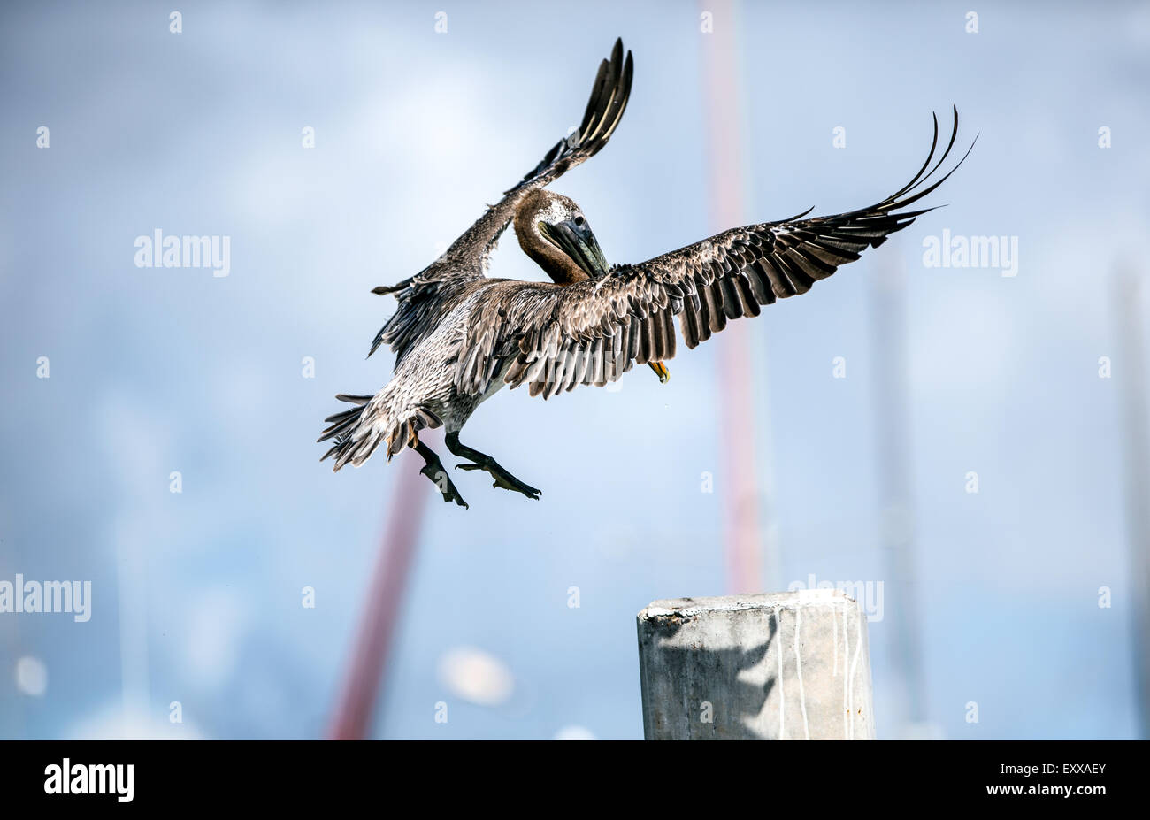 Brown Pelican facendo un punto di perno di sbarco Foto Stock