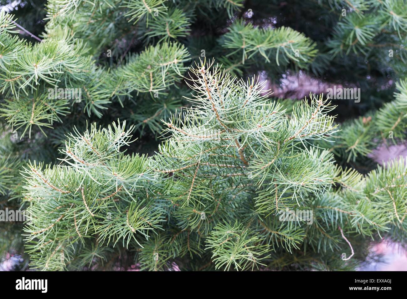 In prossimità del ramo di abete rosso. Splendido arbusto di conifere fotografato in primavera. La natura da vicino utile come sfondo Foto Stock