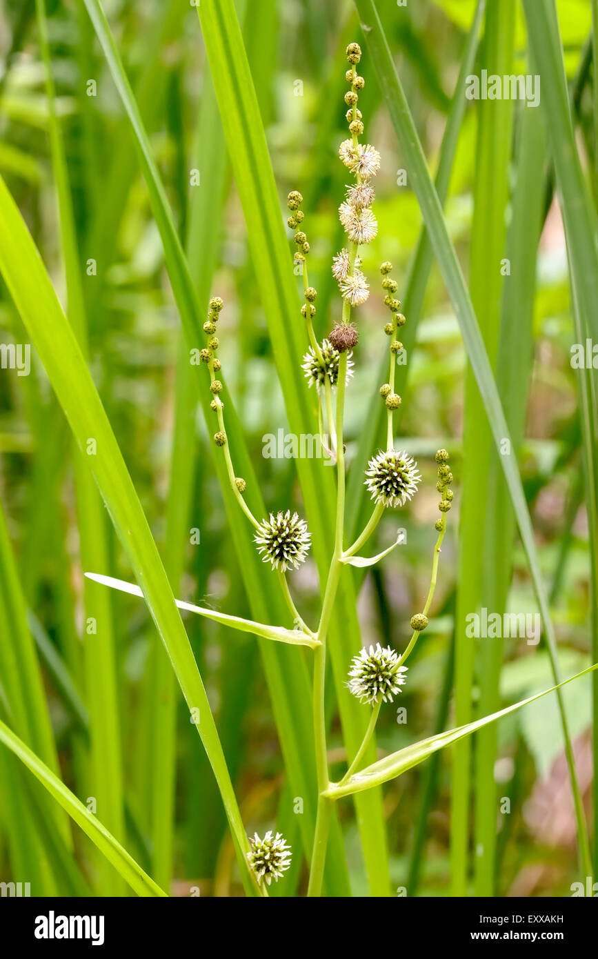 Sparganium erectum crescente nel mezzo di Typha latifolia canne al lago sotto il sole estivo Foto Stock