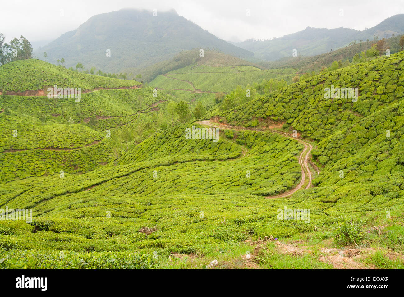 Le piantagioni di tè munnar india Foto Stock