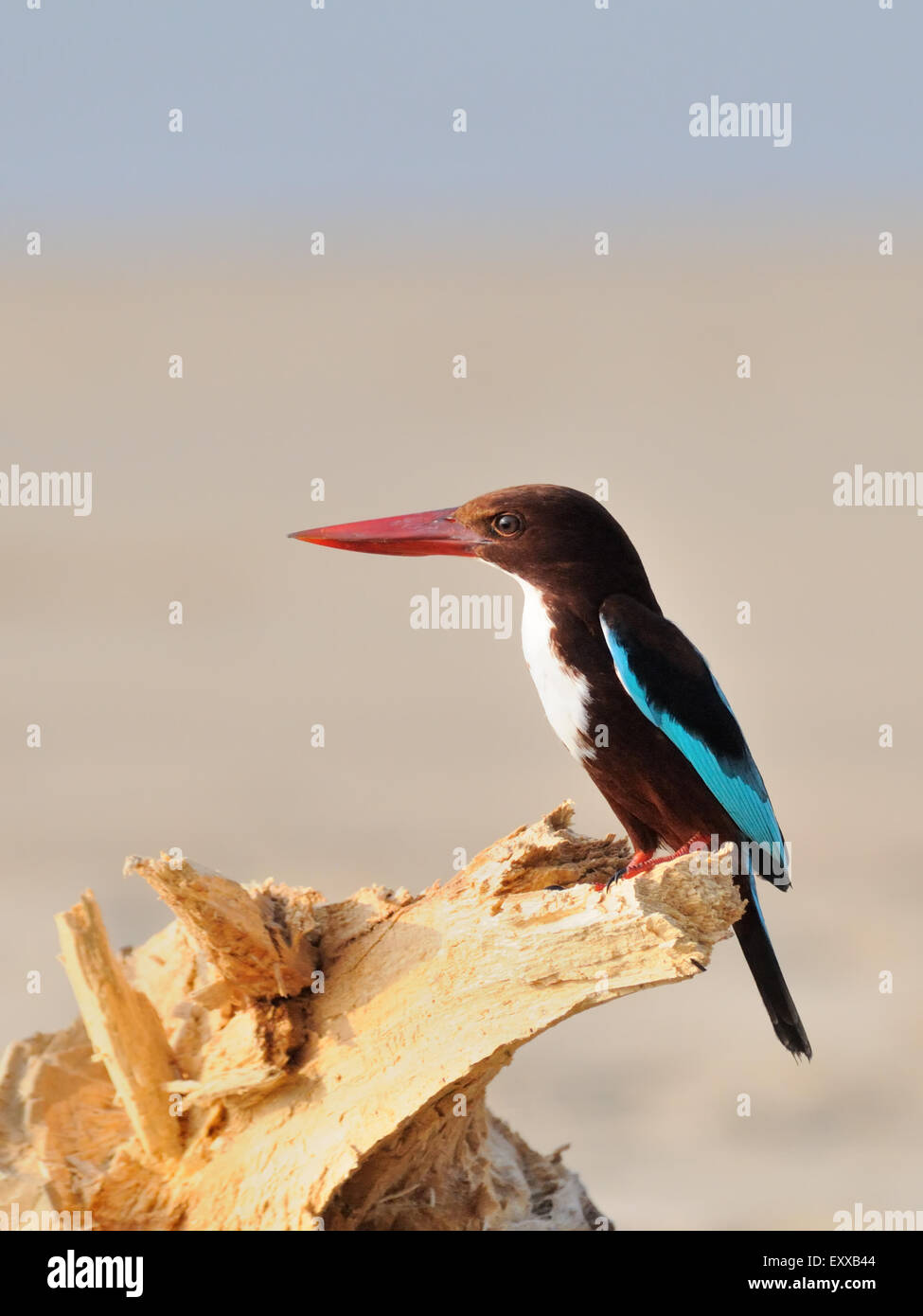 Bianco-breasted Kingfisher (Halcyon smyrnensis) a secco di intoppo a Goa beach, India Foto Stock