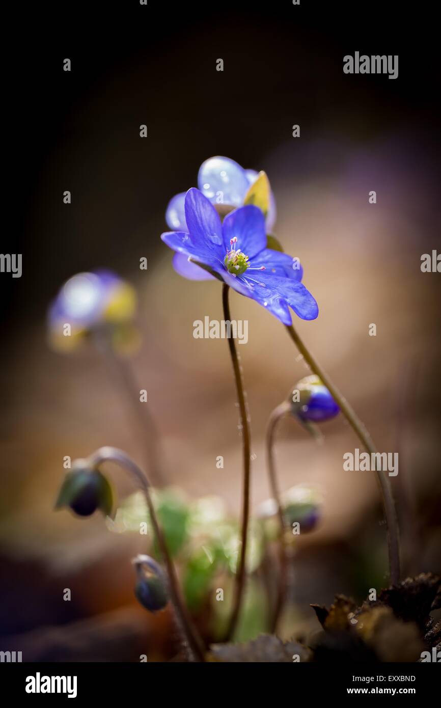 Bella primavera epatiche (Hepatica nobilis) fiori. Primi fiori che fioriscono in primavera foresta in marzo o aprile. Il polacco fo Foto Stock