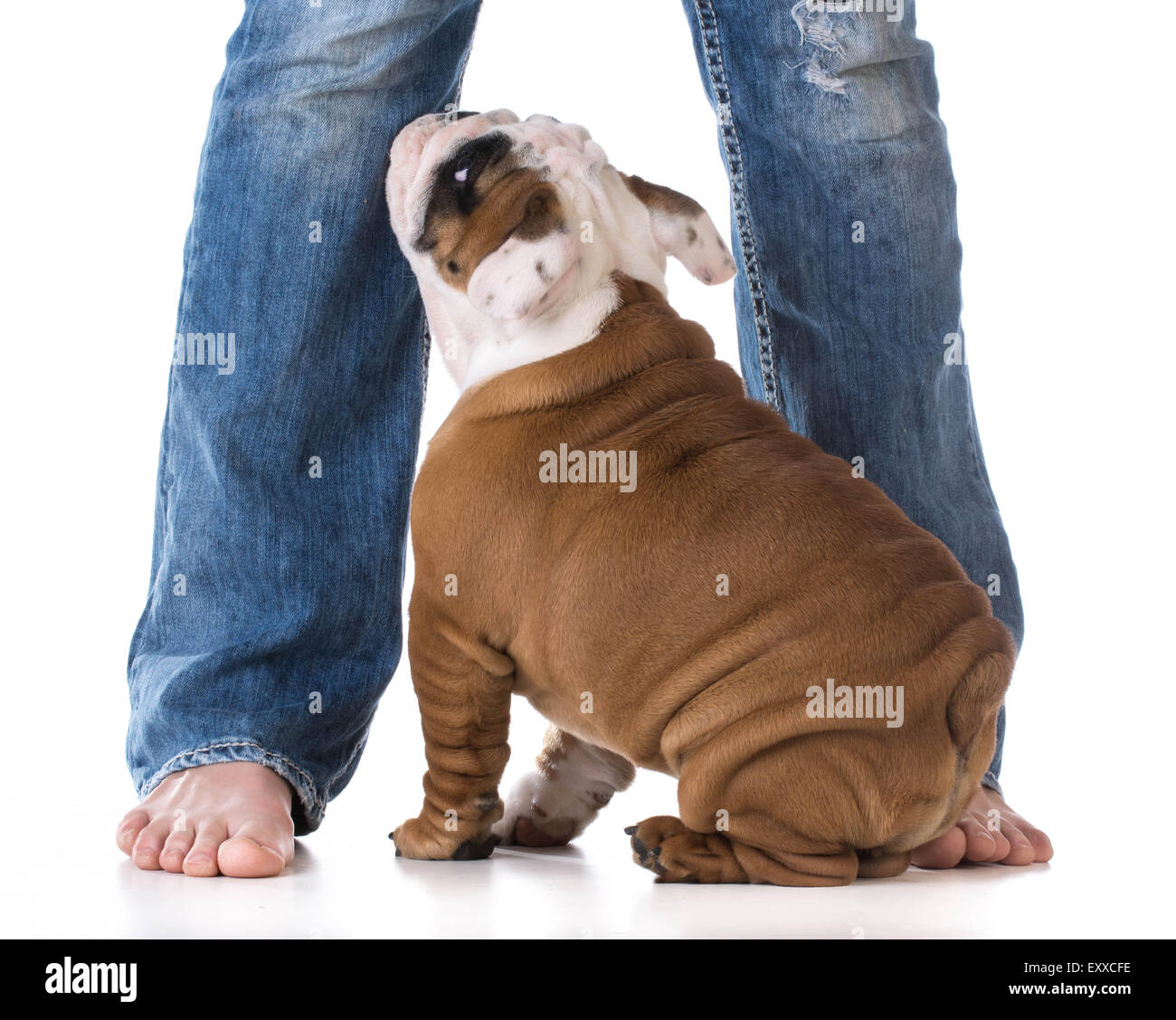 La donna per le gambe con cucciolo cercando - bulldog Foto Stock