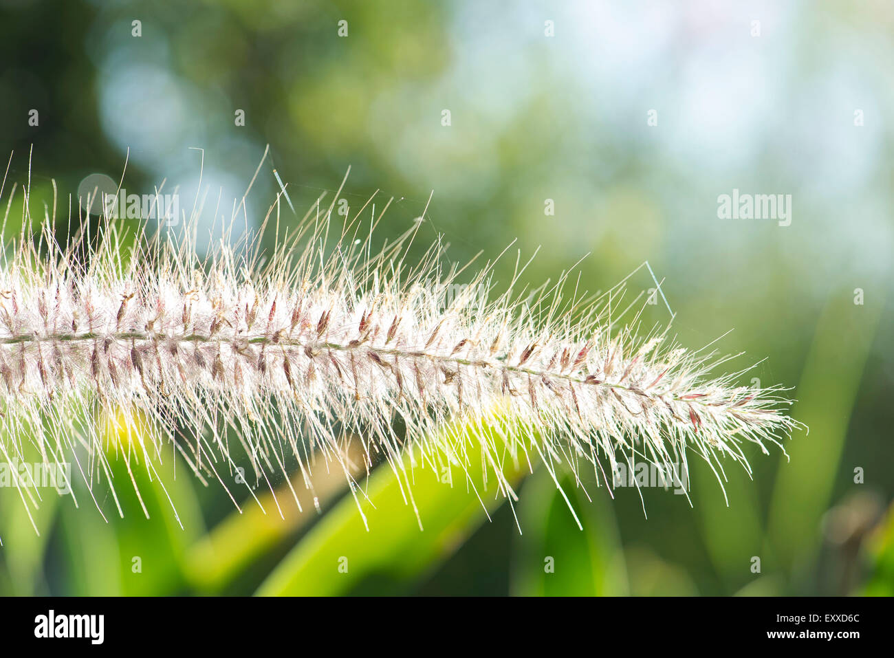 Erba seedhead, close-up Foto Stock