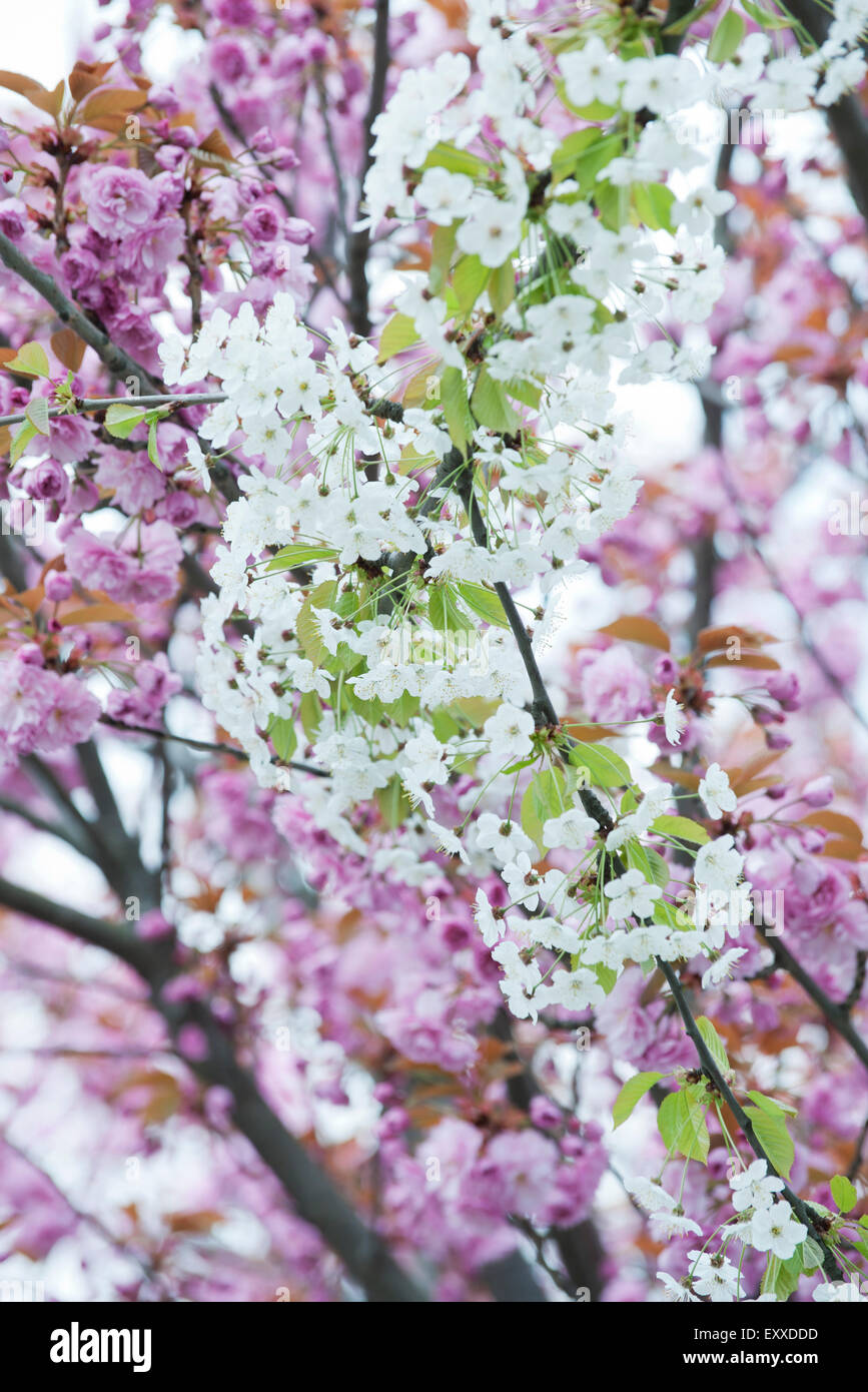 Rami di ciliegio in fiore Foto Stock