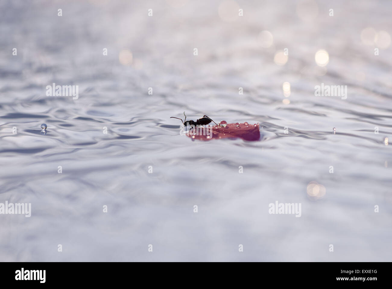 Ant su petali di fiori galleggiante sull'acqua Foto Stock