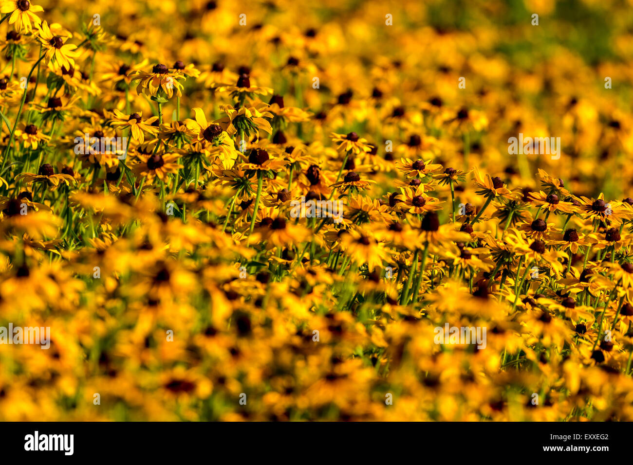 Immagini prese di un inizio di campo estivo della selvaggia Black-Eyed-Susan fiori trovati in Downingtown, Chester County PA. Foto Stock