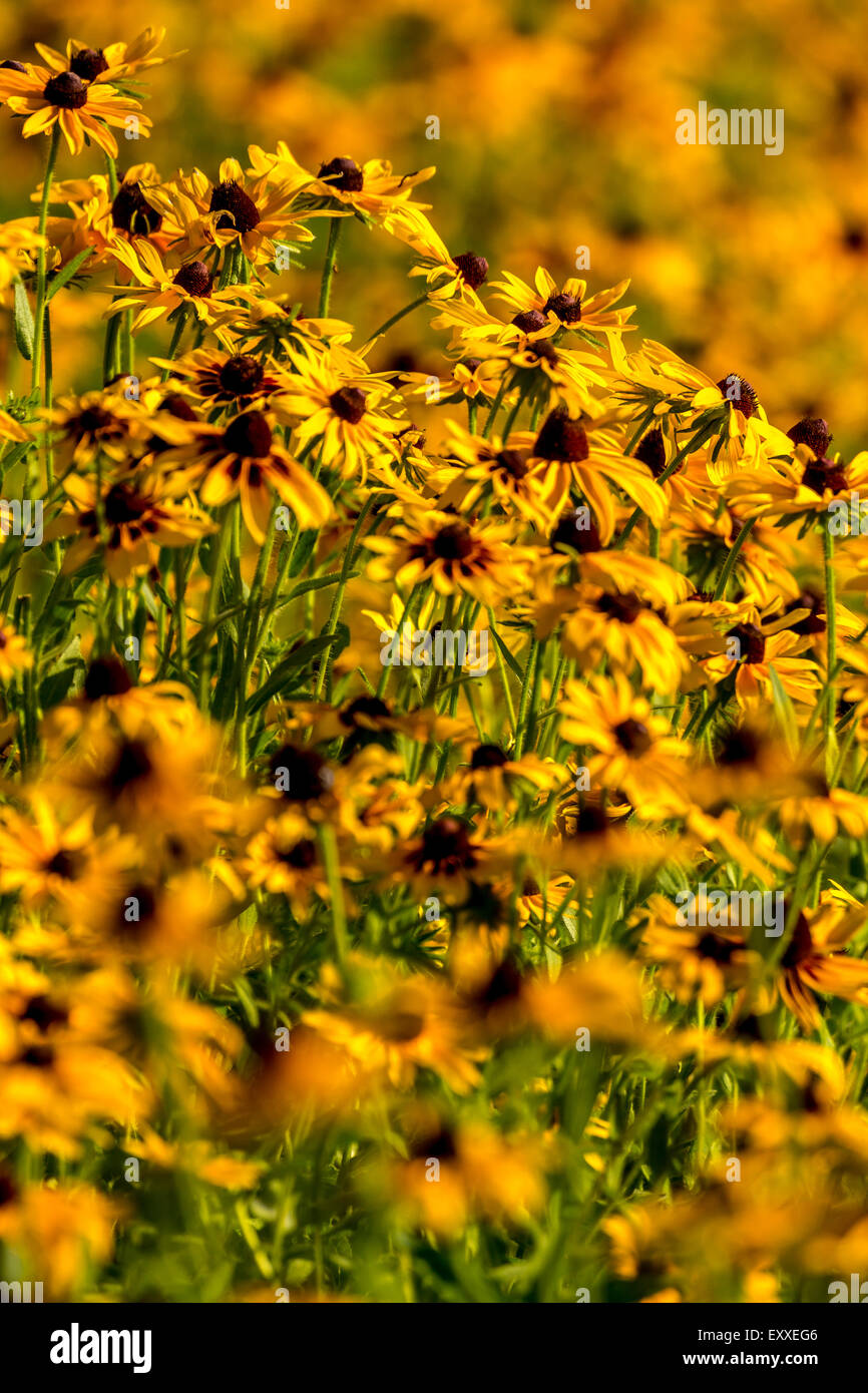 Immagini prese di un inizio di campo estivo della selvaggia Black-Eyed-Susan fiori trovati in Downingtown, Chester County PA. Foto Stock