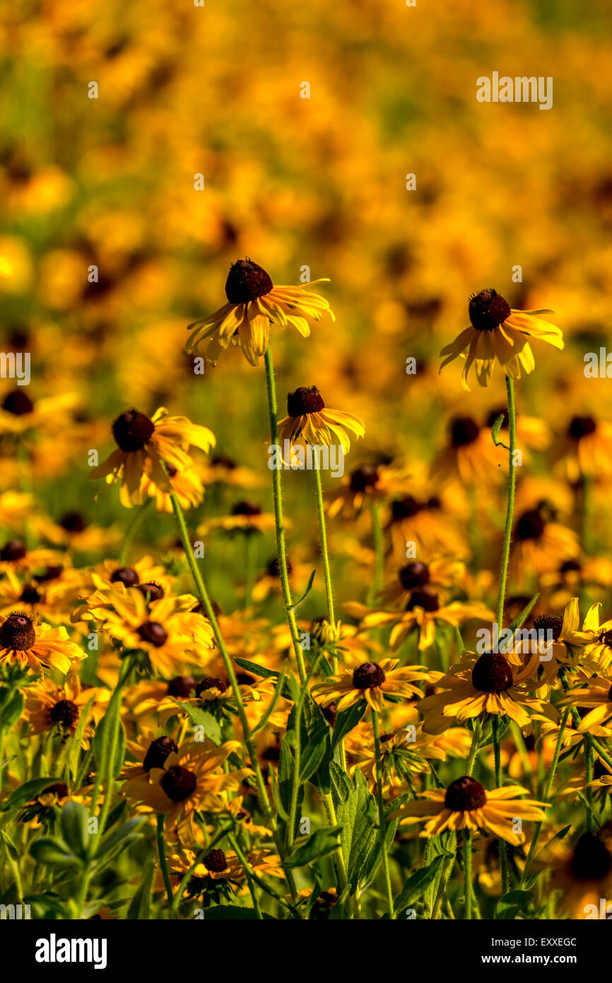 Immagini prese di un inizio di campo estivo della selvaggia Black-Eyed-Susan fiori trovati in Downingtown, Chester County PA. Foto Stock