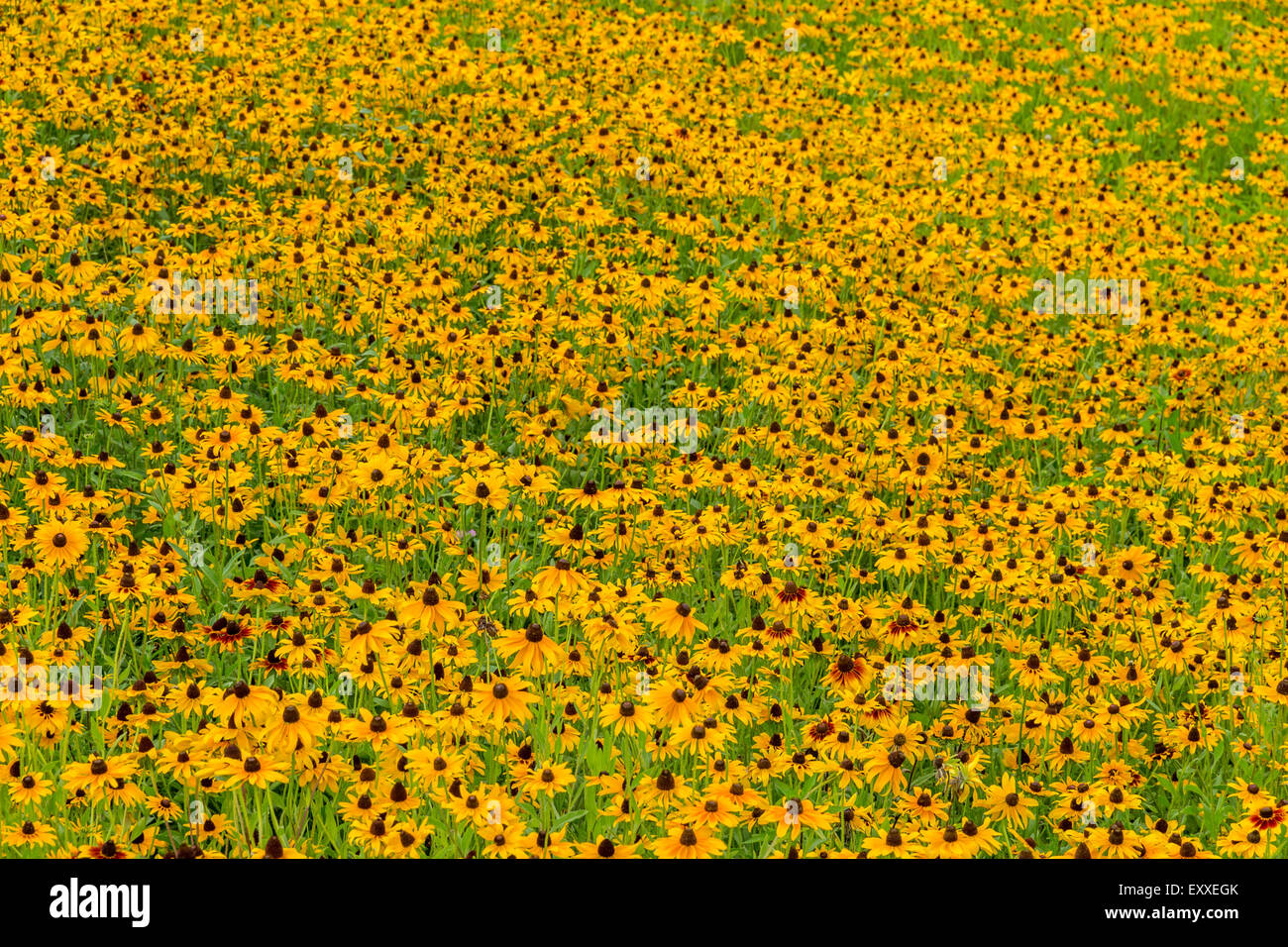 Immagini prese di un inizio di campo estivo della selvaggia Black-Eyed-Susan fiori trovati in Downingtown, Chester County PA. Foto Stock