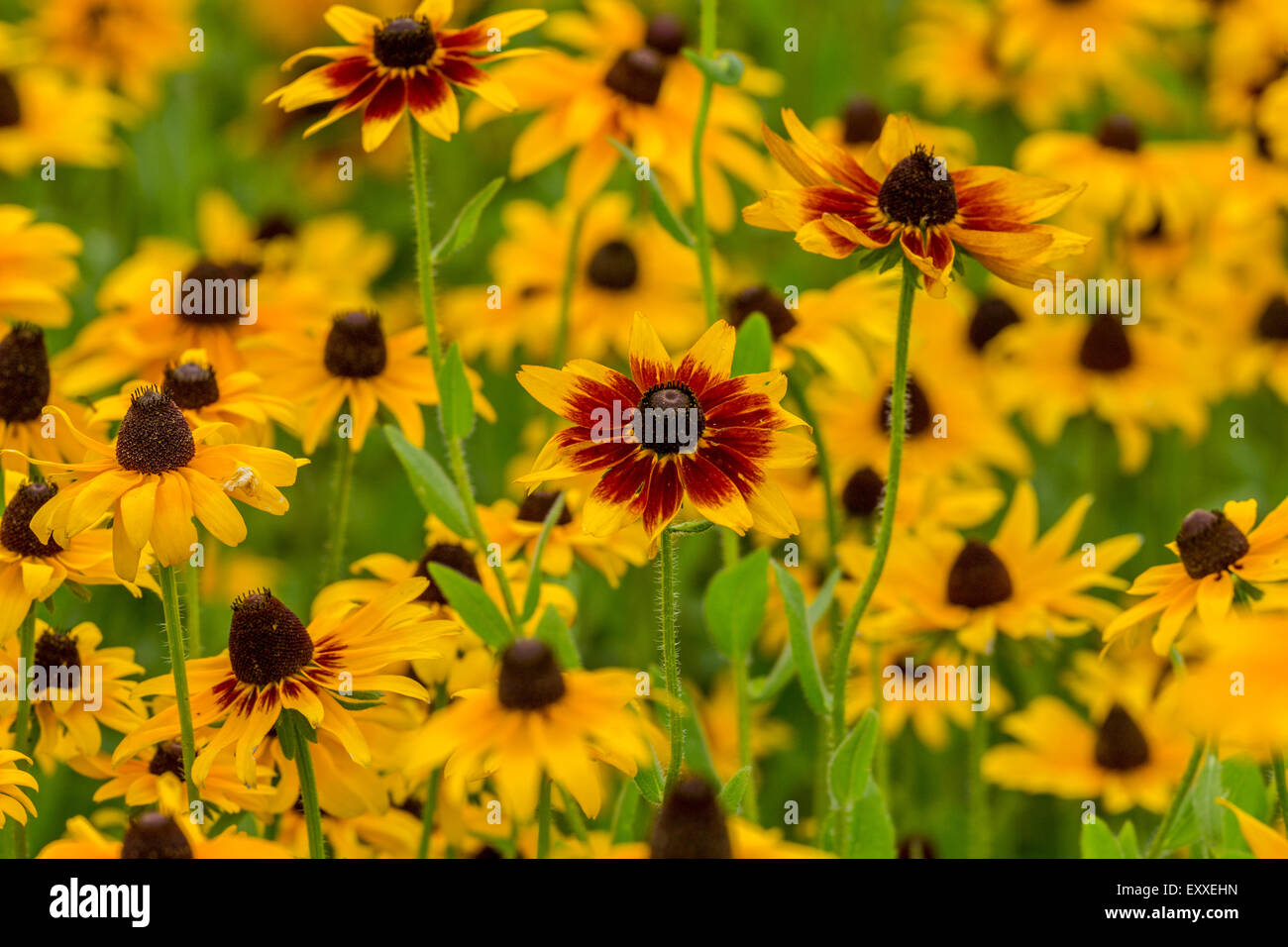 Immagini prese di un inizio di campo estivo della selvaggia Black-Eyed-Susan fiori trovati in Downingtown, Chester County PA. Foto Stock