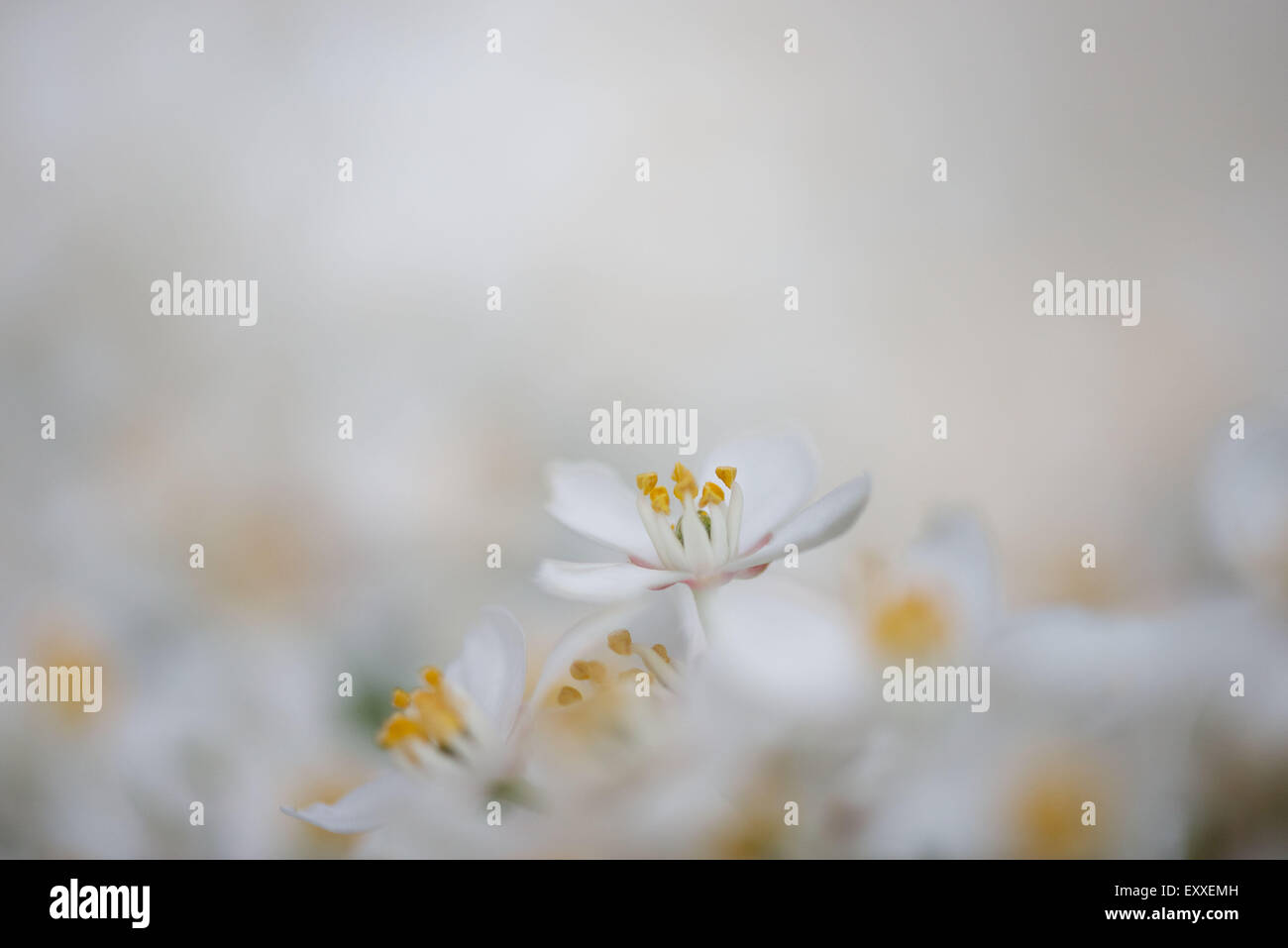 Delicati fiori bianchi Foto Stock