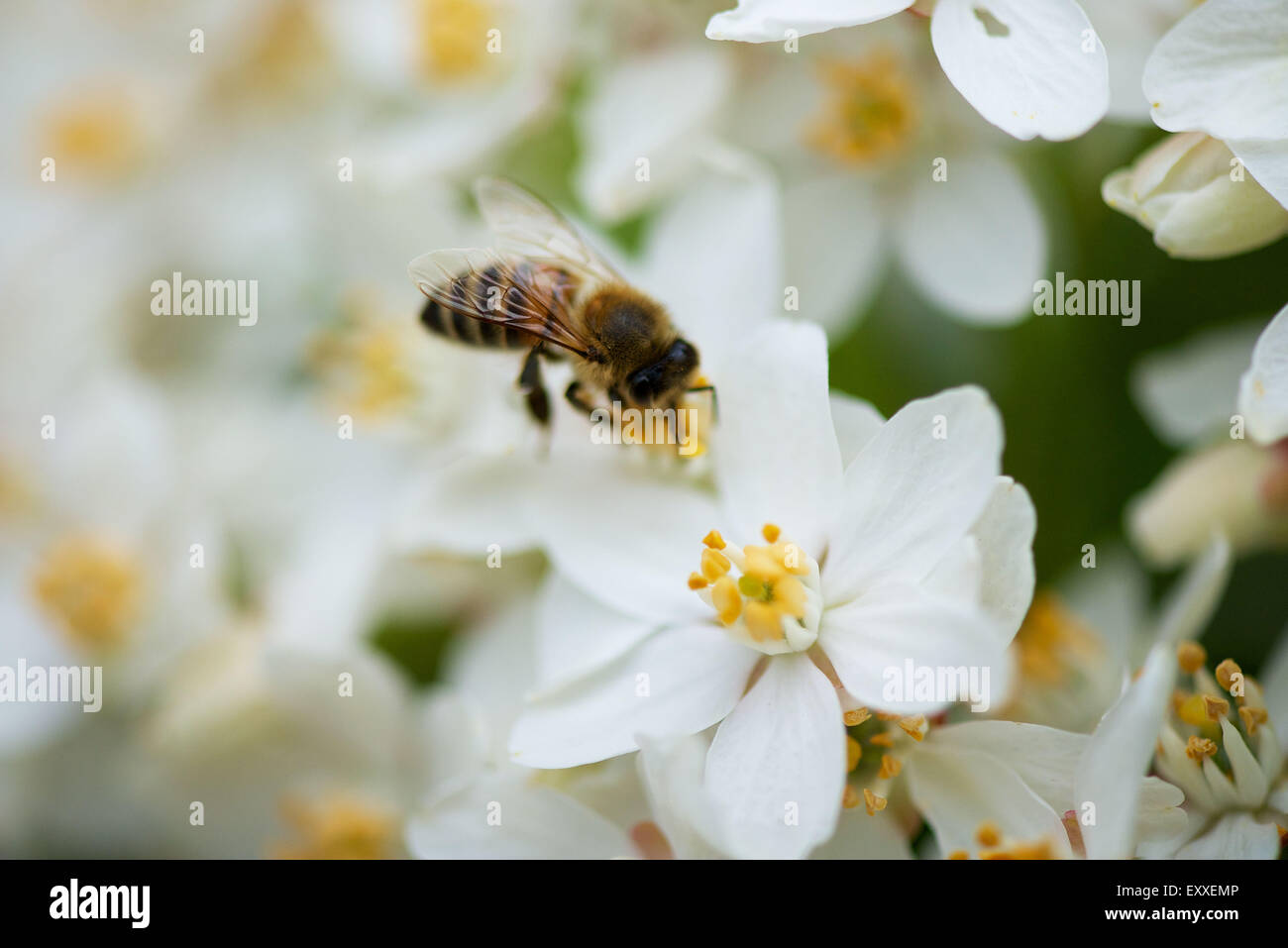 Bee pollinici su fiori bianchi Foto Stock