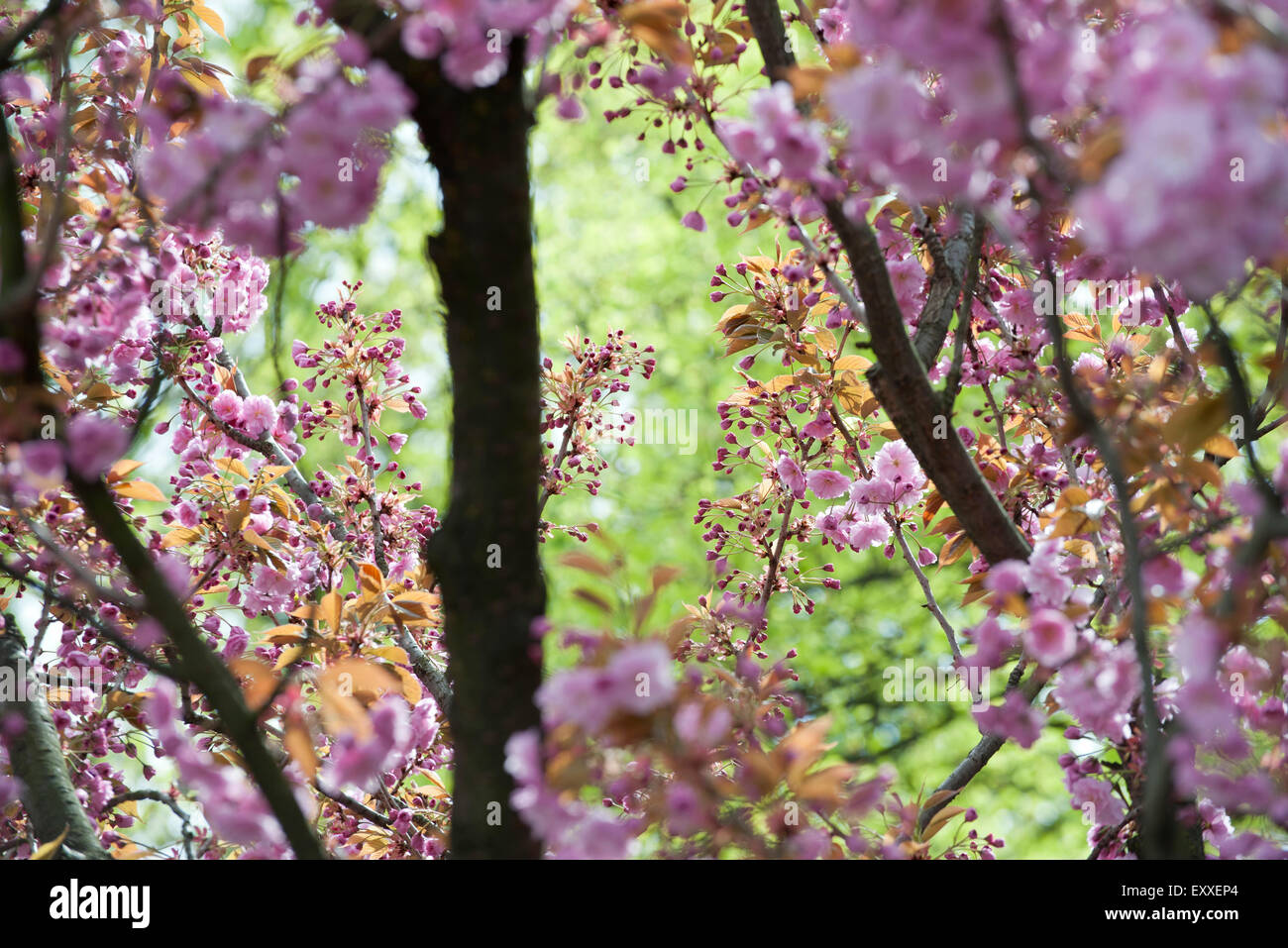 Gli alberi di ciliegio in fiore Foto Stock