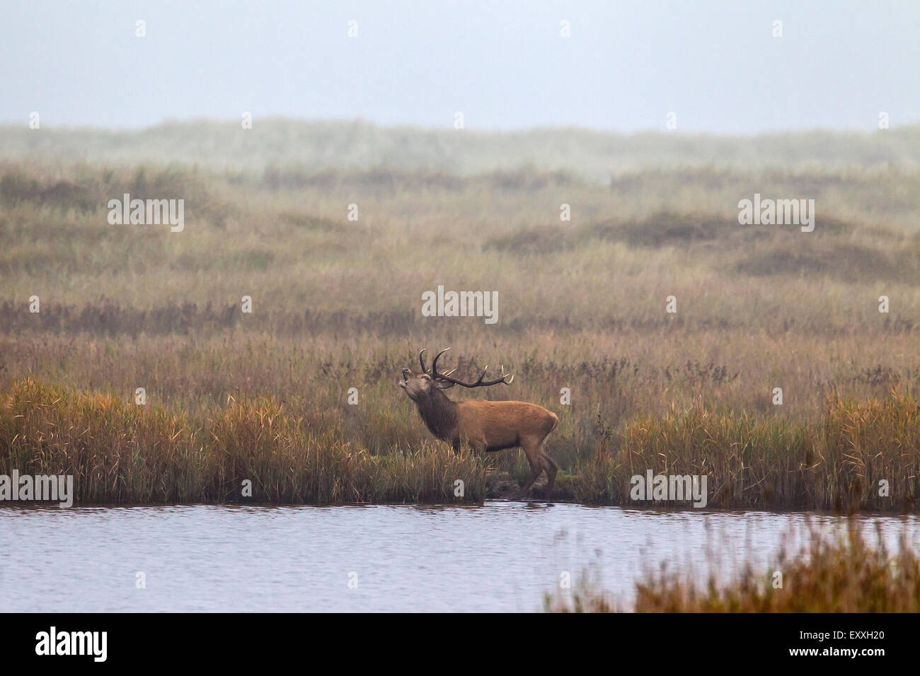 Il cervo (Cervus elaphus) stag muggito in zona umida nella nebbia lungo la costa del Mar Baltico in autunno, Germania Foto Stock