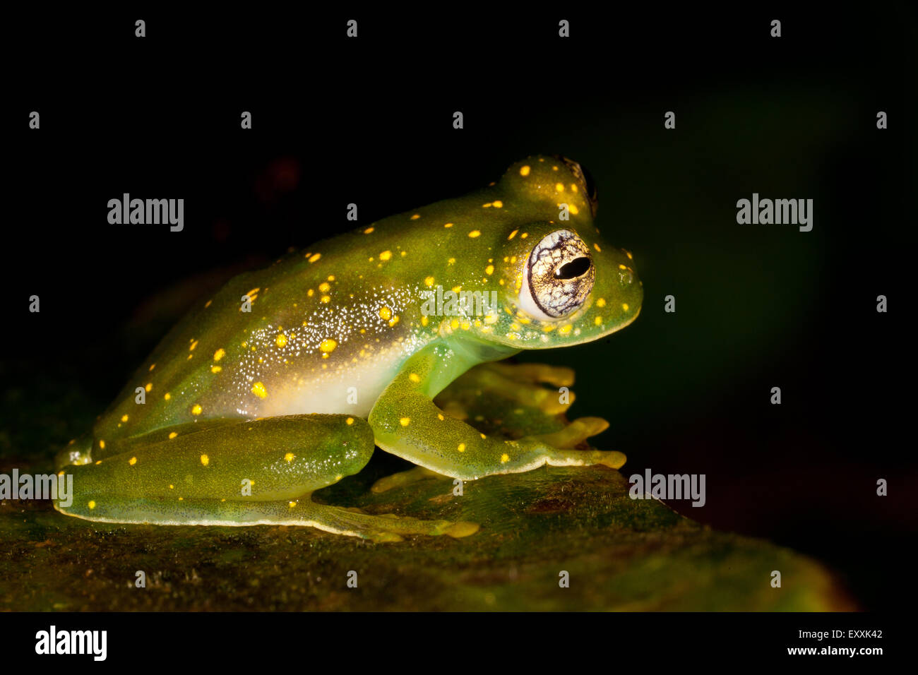 Giallo-chiazzata rana di vetro, Cochranella albomaculata, nella foresta di pioggia a Burbayar riserva naturale, Repubblica di Panama. Foto Stock