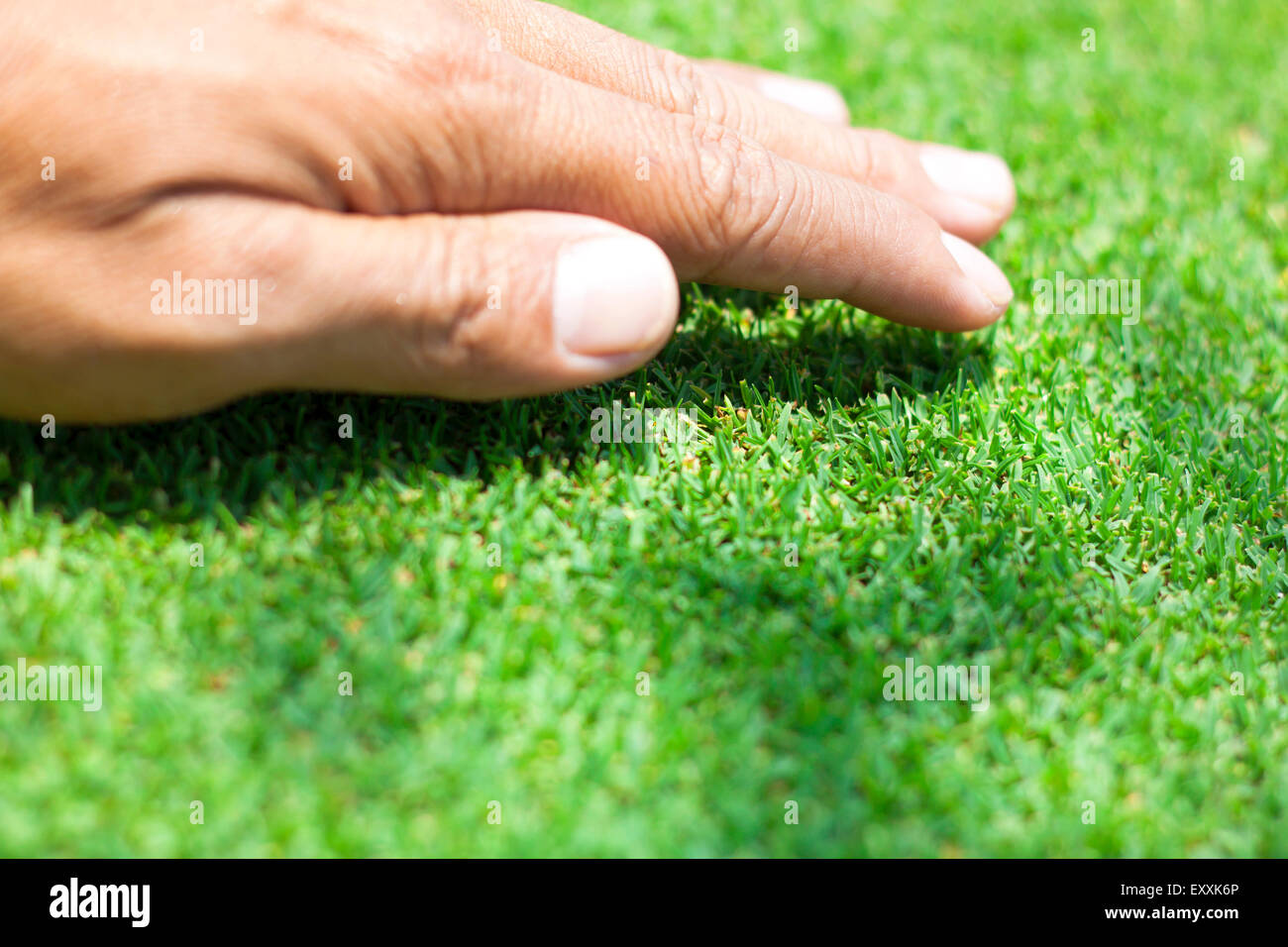Erba verde dello sfondo erba naturale del campo da golf. Foto Stock