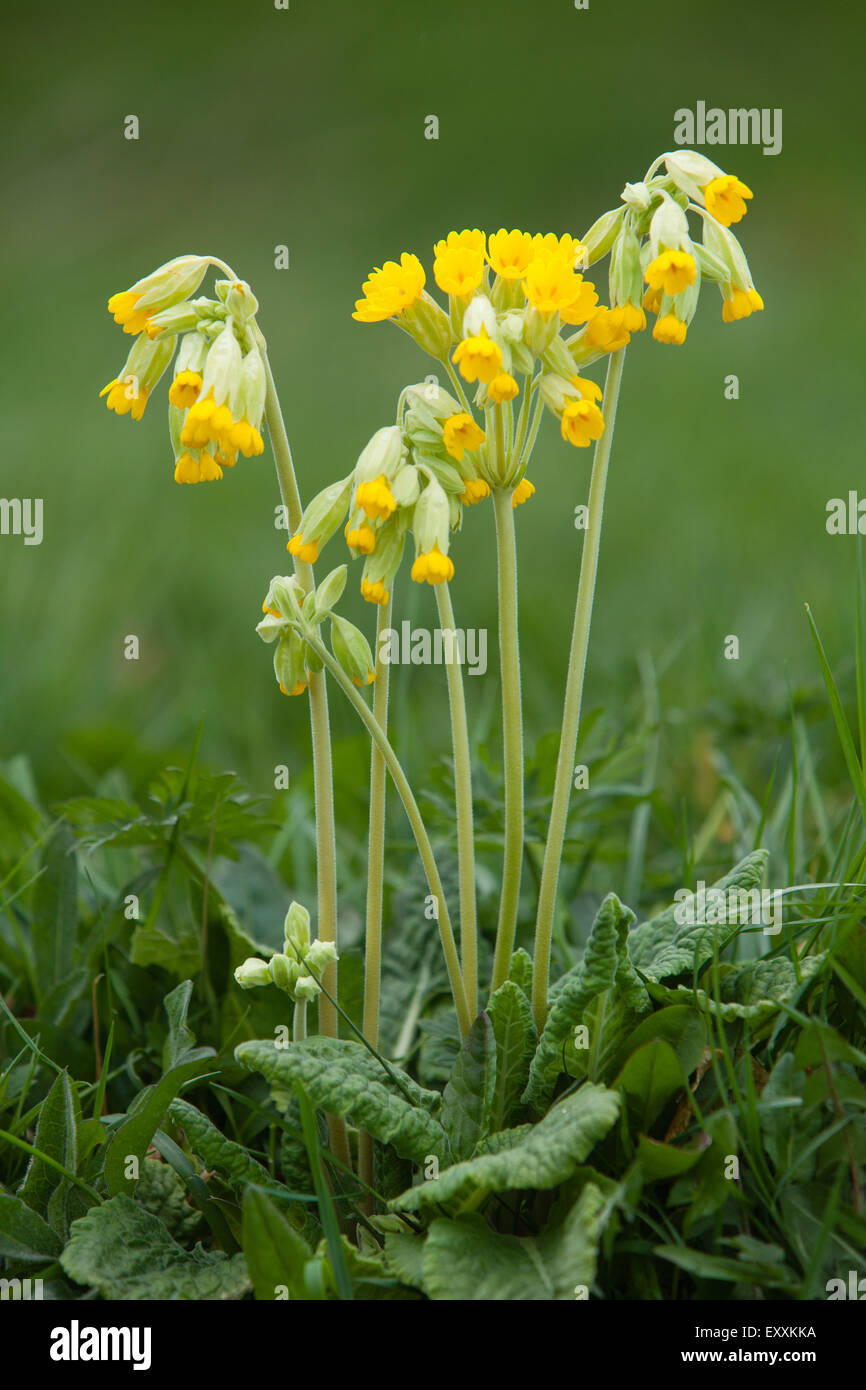 Brightwater giardini, Saxby, Lincolnshire, Regno Unito. Molla, aprile 2015. Foto Stock