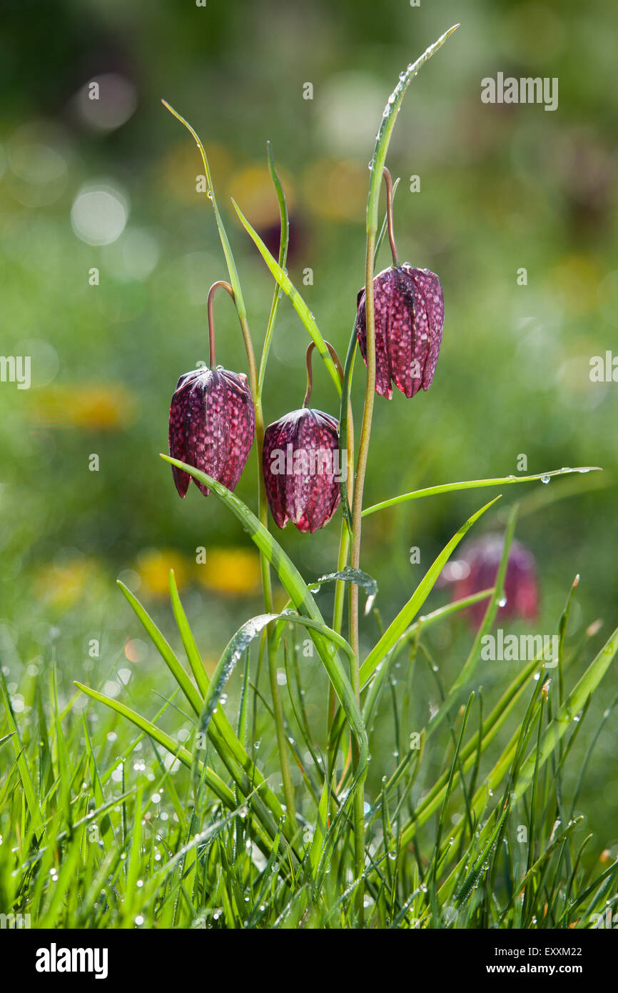 Brightwater giardini, Saxby, Lincolnshire, Regno Unito. Molla, aprile 2015. Foto Stock