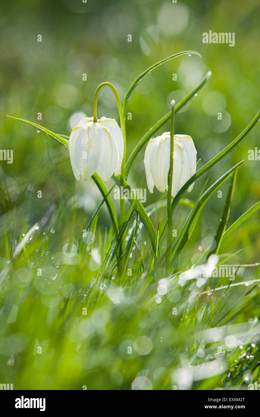 Brightwater giardini, Saxby, Lincolnshire, Regno Unito. Molla, aprile 2015. Foto Stock