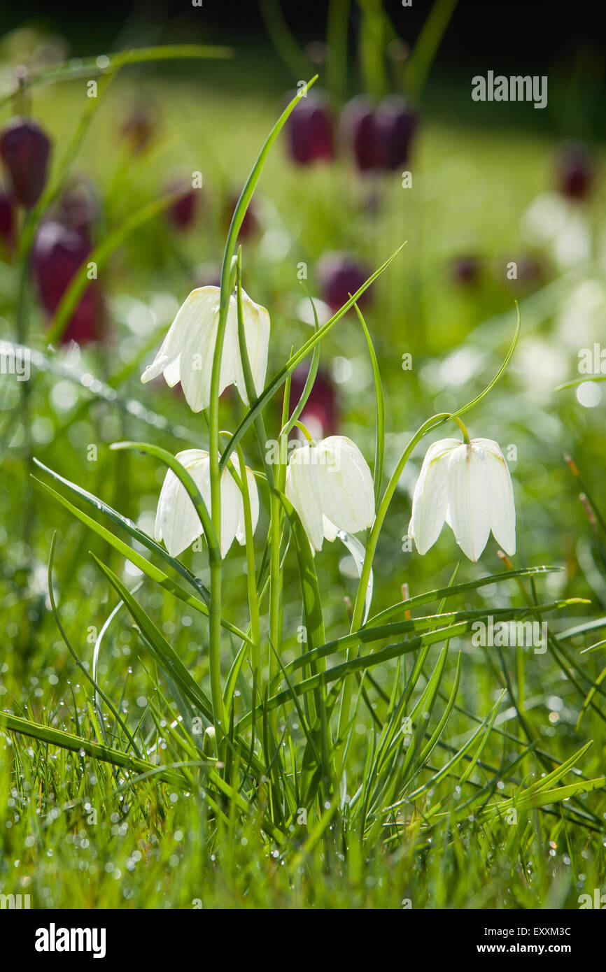 Brightwater giardini, Saxby, Lincolnshire, Regno Unito. Molla, aprile 2015. Foto Stock