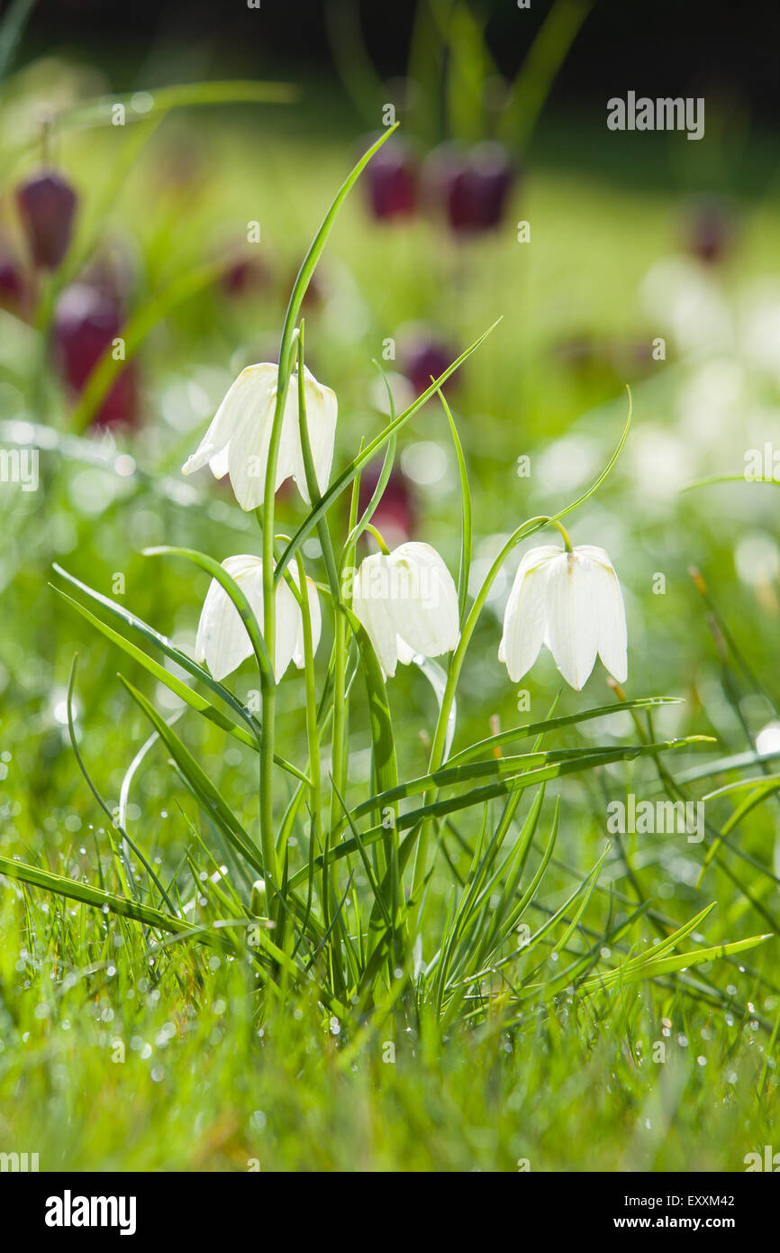 Brightwater giardini, Saxby, Lincolnshire, Regno Unito. Molla, aprile 2015. Foto Stock