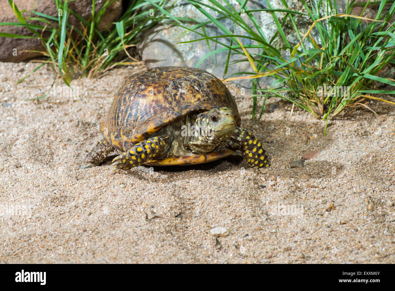 Ornati di Tartaruga scatola Terrapene ornata luteola Tucson Pima County, Arizona, Stati Uniti 9 luglio femmina adulta Testudines: Foto Stock