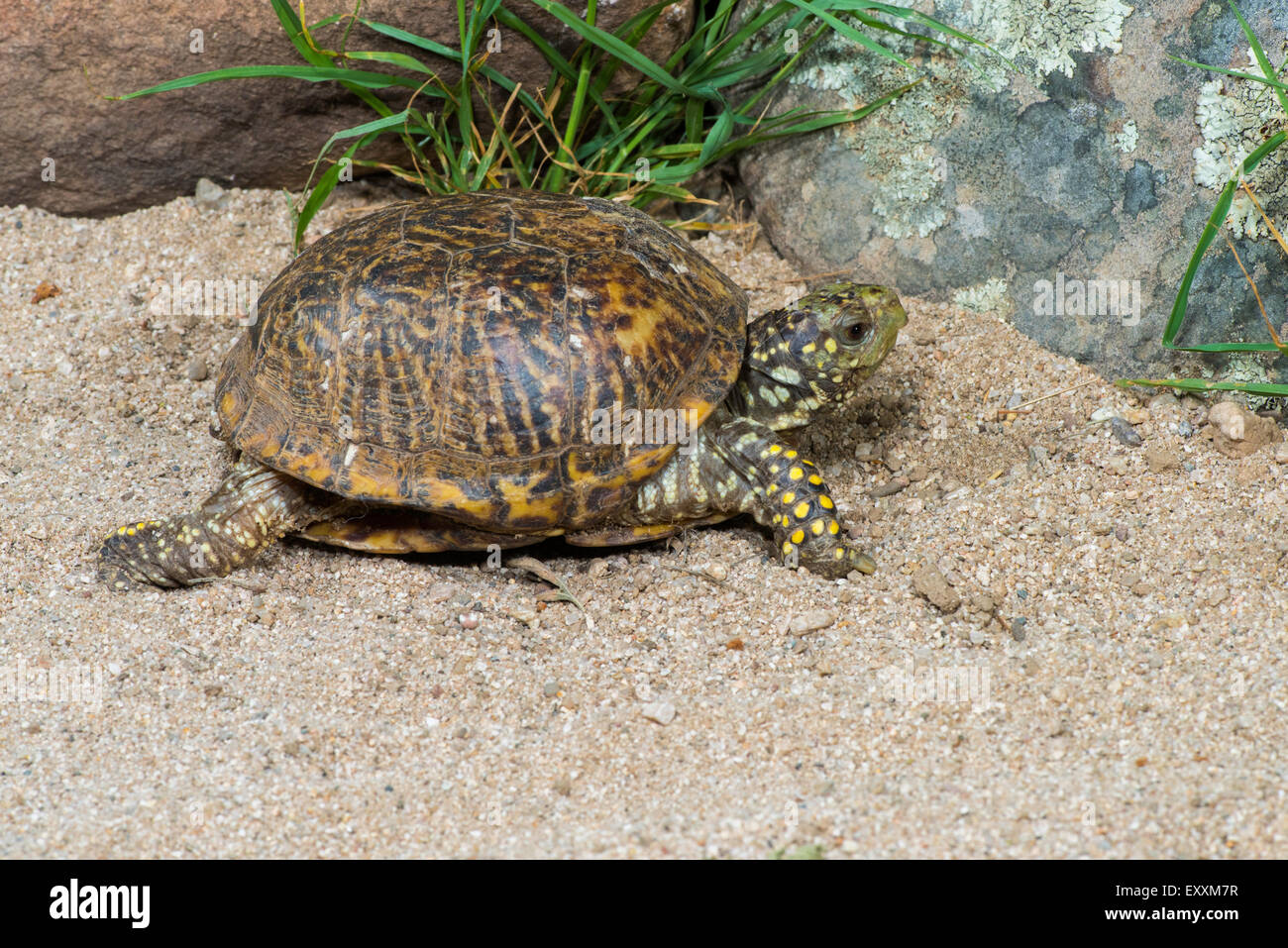 Ornati di Tartaruga scatola Terrapene ornata luteola Tucson Pima County, Arizona, Stati Uniti 9 luglio femmina adulta Testudines: Foto Stock
