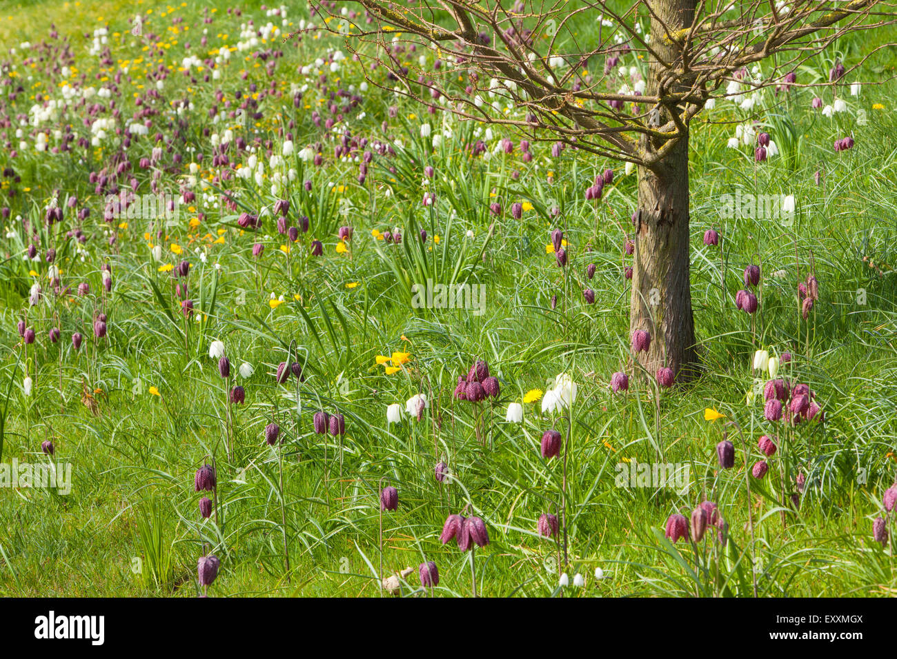 Brightwater giardini, Saxby, Lincolnshire, Regno Unito. Molla, aprile 2015. Foto Stock