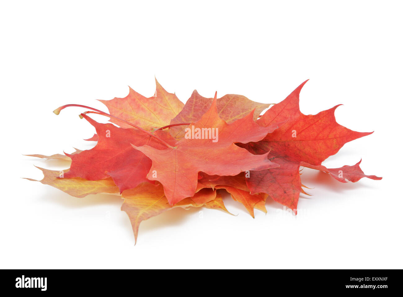 Cumulo di acero colorato Foglie di autunno su bianco Foto Stock