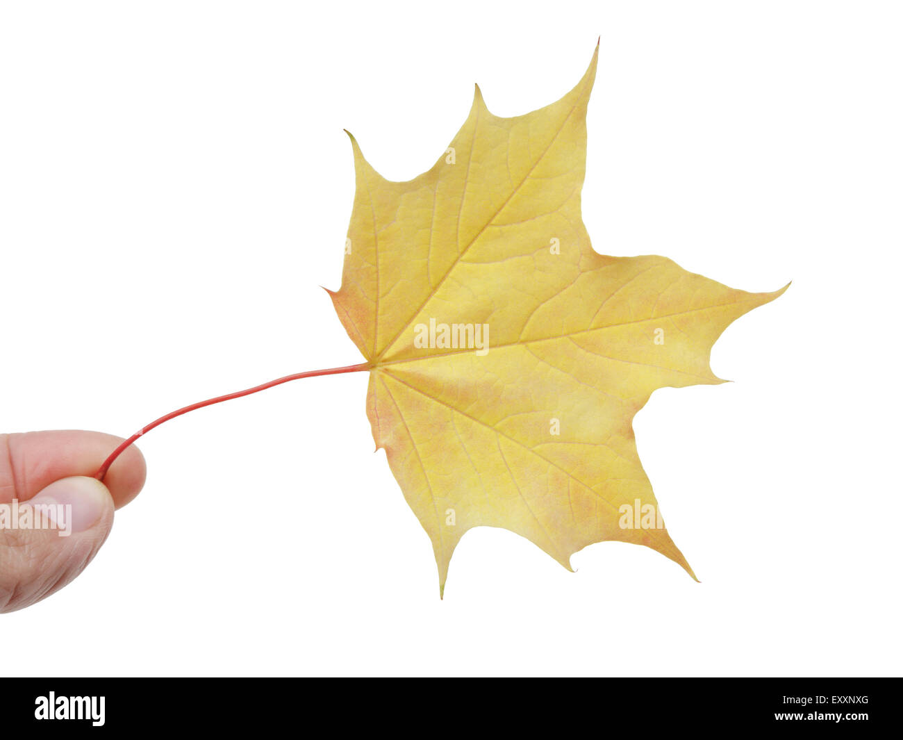 Giallo maple leaf isolato su bianco Foto Stock