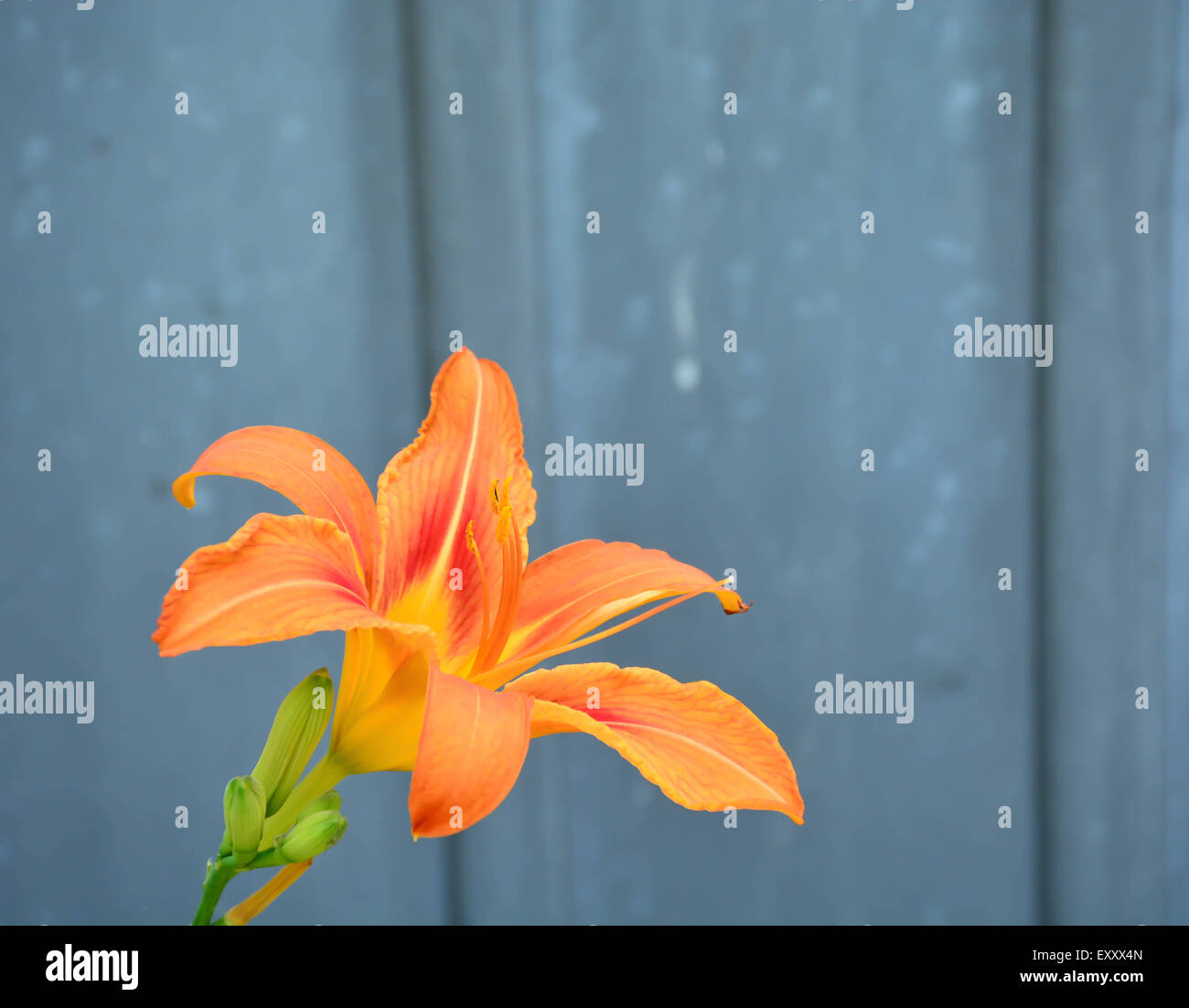 Tiger Lily su blu-grigio Foto Stock