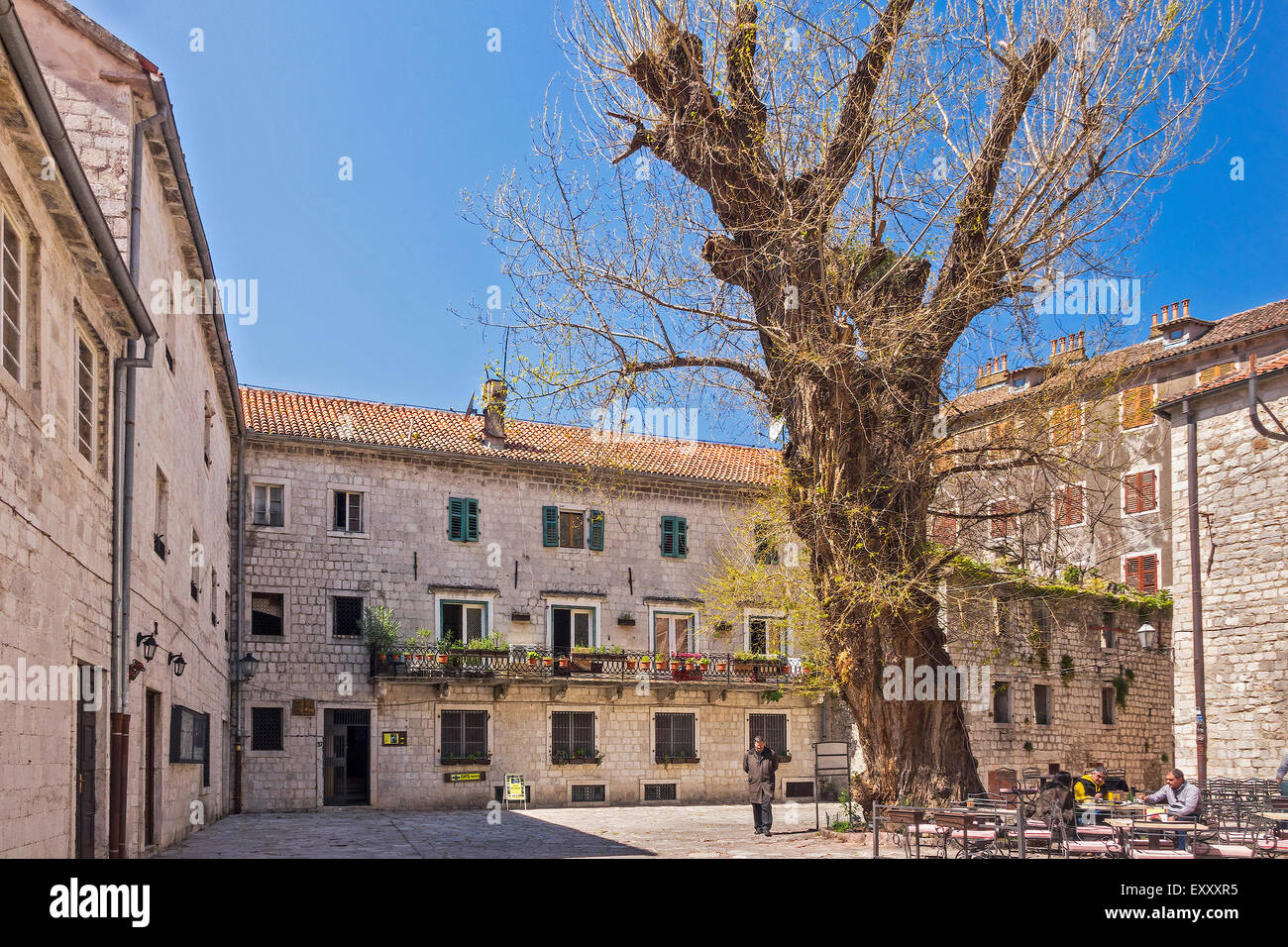 Grande albero nella piccola piazza Kotor Montenegro Foto Stock