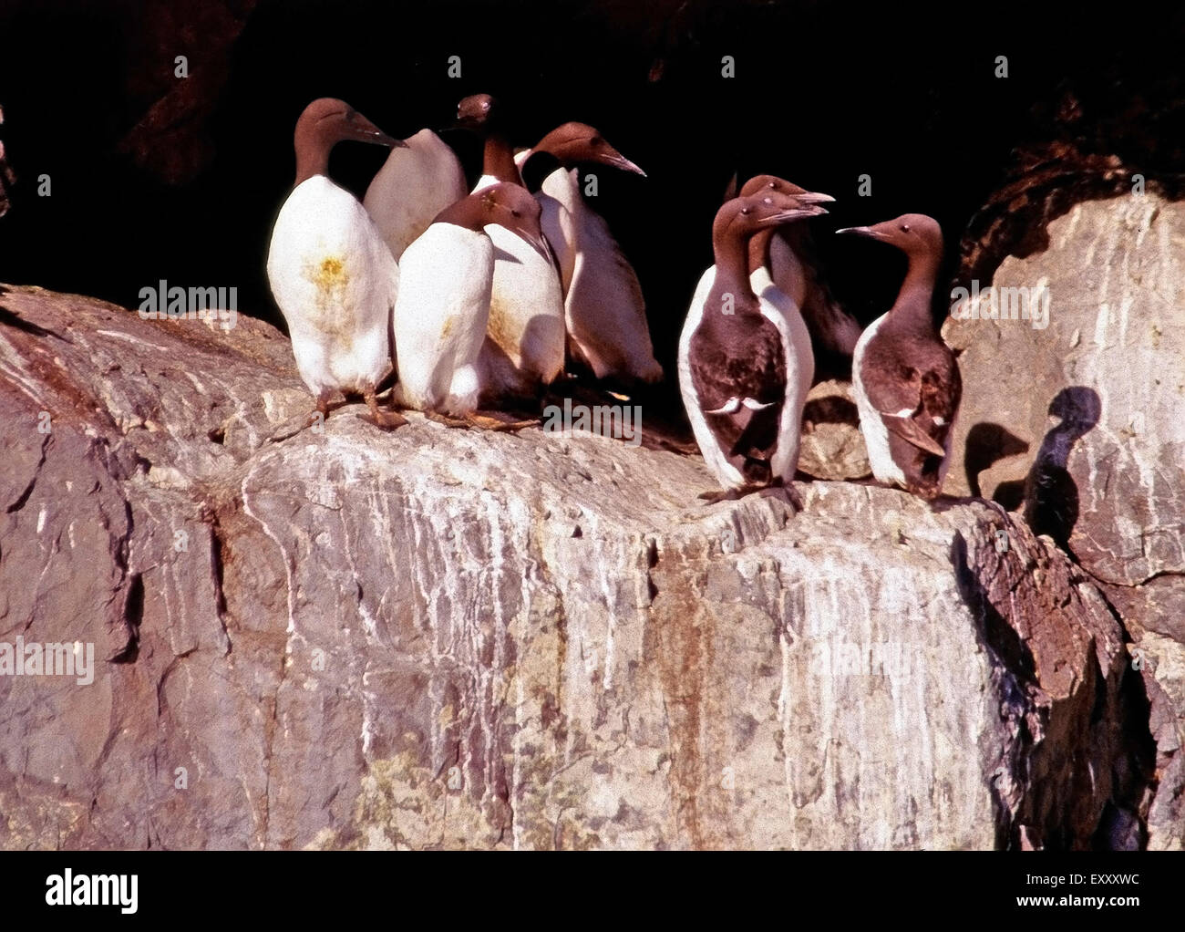 Murres comune, risurrezione Bay,Seward,Alaska Foto Stock