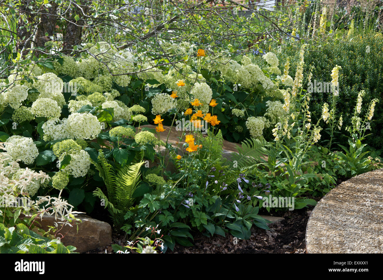 Crema, oro e bordo verde in Vestra ricchezza: Encore- un amante della musica del giardino della RHS a Hampton Court posto Flower Show 2015. Foto Stock