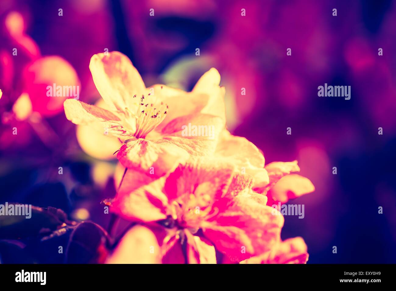 Foto d'epoca di Malus pumila - naturale incantevole rosa fragranti fiori di primavera di un paradiso apple-tree Foto Stock