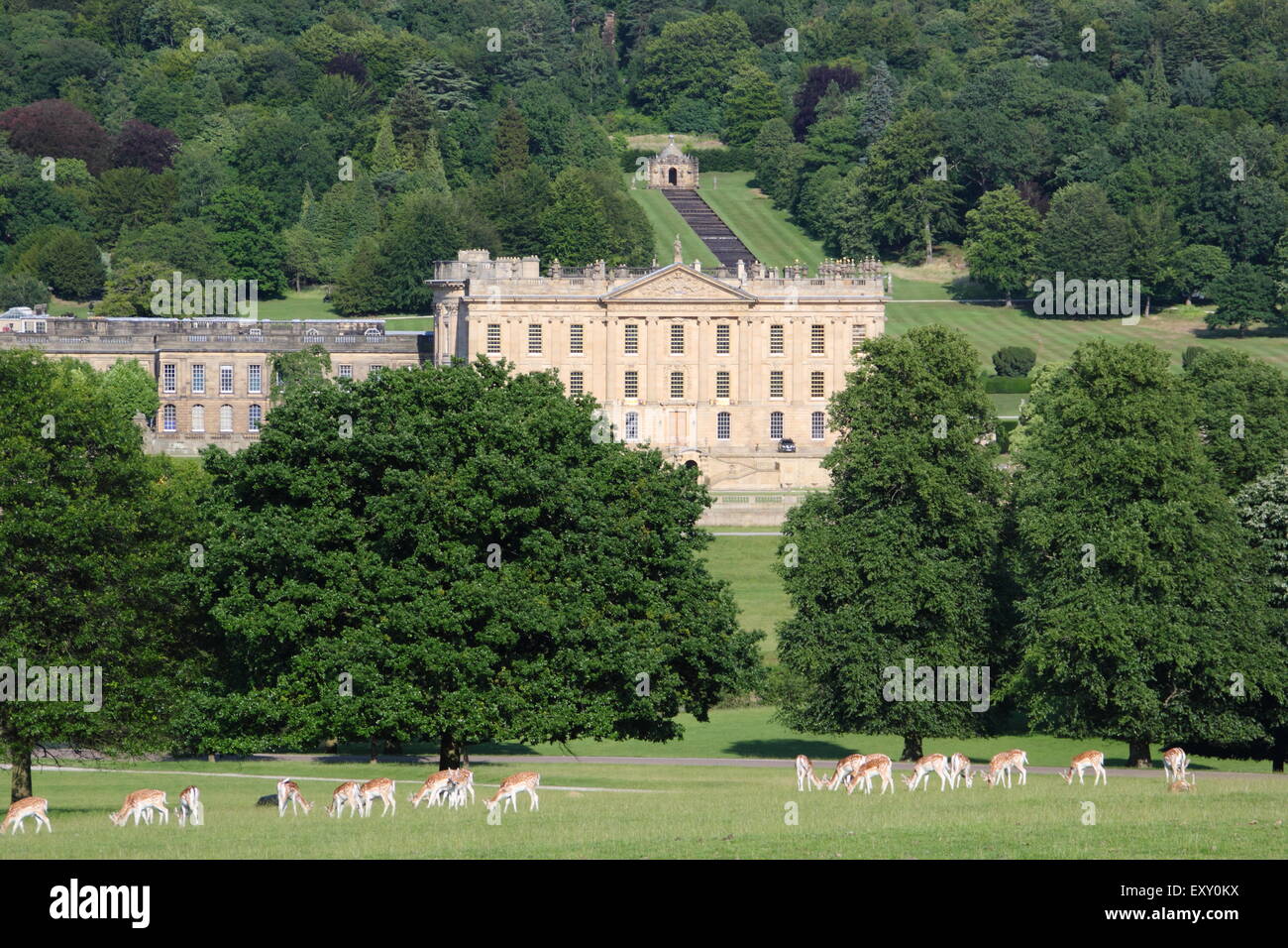 Daini pascolare nel parco che circonda la Chatsworth House (foto) in una calda giornata estiva, Peak District, DERBYSHIRE REGNO UNITO Foto Stock