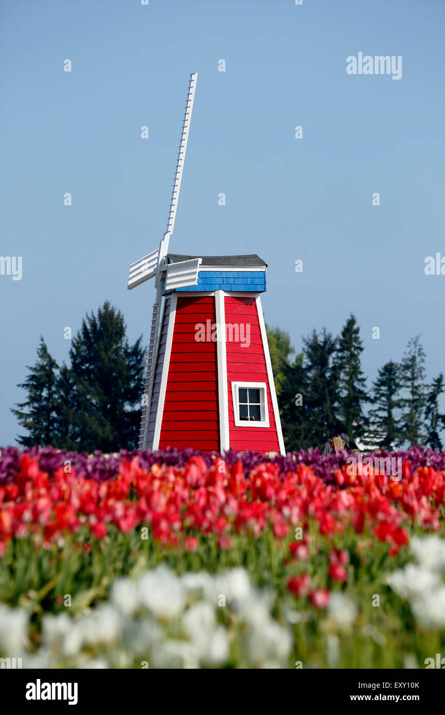 Colorato campo di tulipani e mulino a vento, Tulip Fest, scarpe di legno Tulip Farm, Woodburn, vicino a Portland, Oregon, Stati Uniti d'America Foto Stock