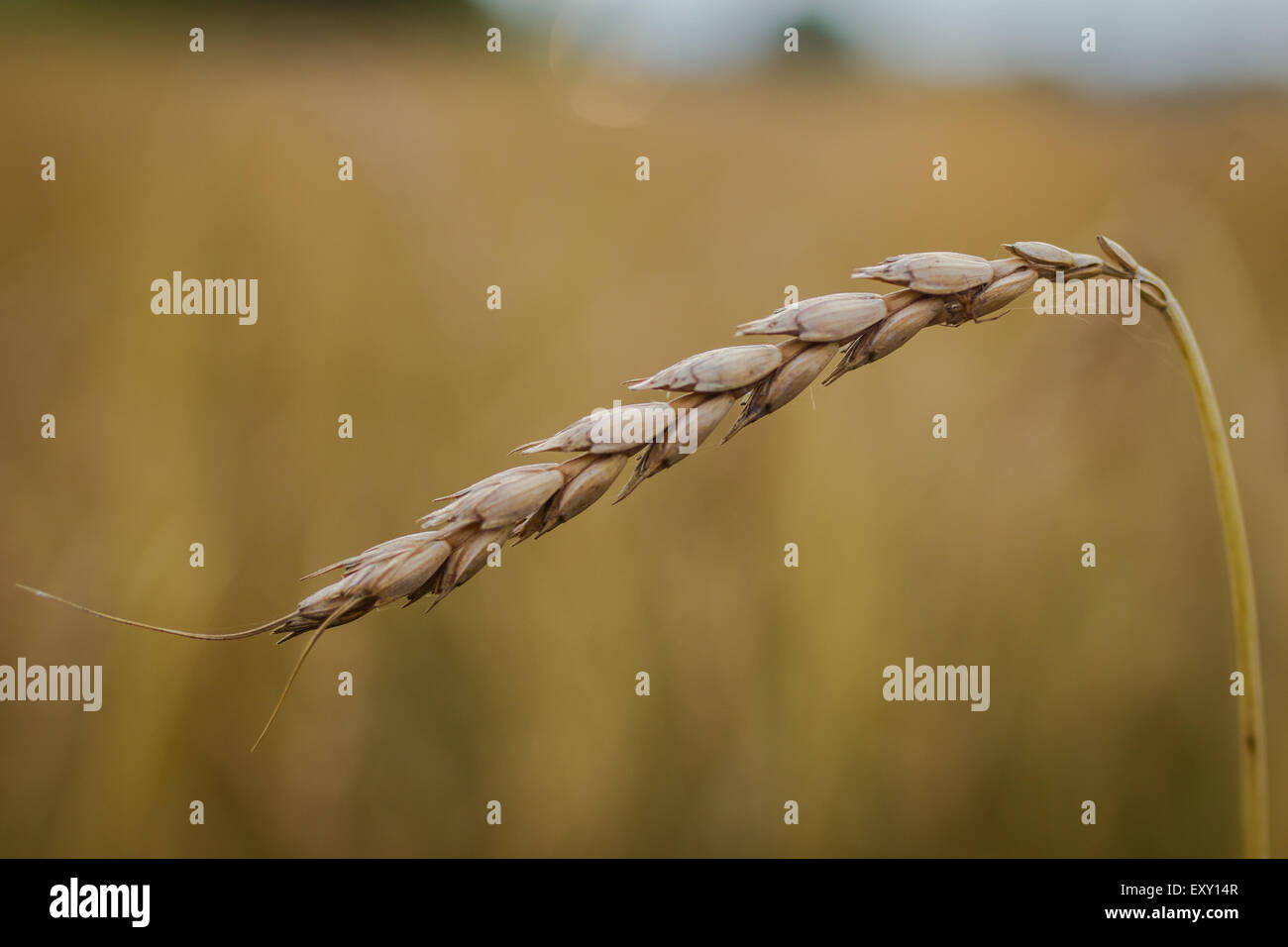 (Spelta Triticum spelta), noto anche come dinkel di frumento o di frumento mondati è una specie di grano coltivato fin dal 5000 A.C. Foto Stock