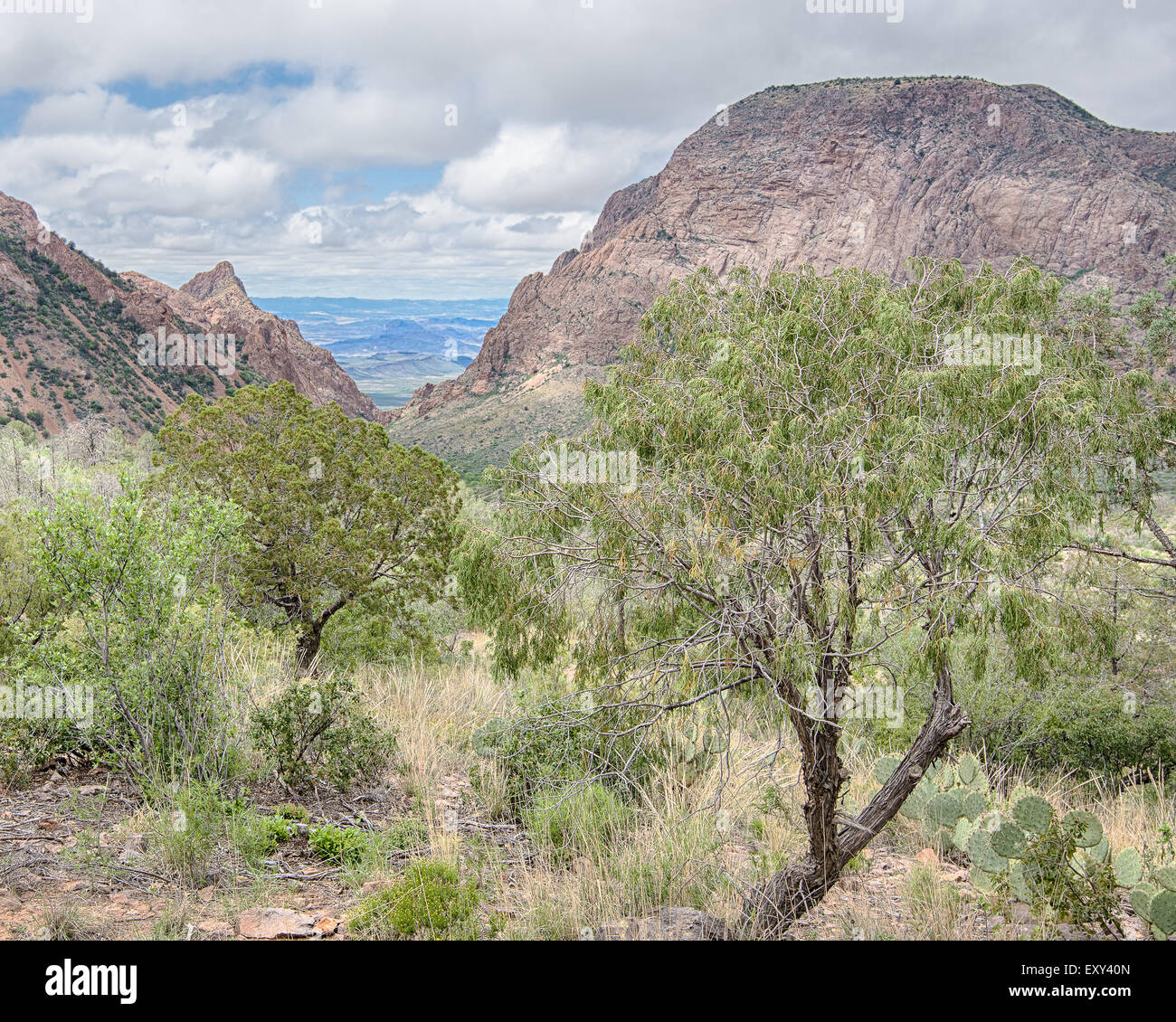 Vista attraverso il vetro, sui pinnacoli / Emory Sentiero di picco nelle montagne di Chisos bacino, parco nazionale di Big Bend, Texas. Foto Stock