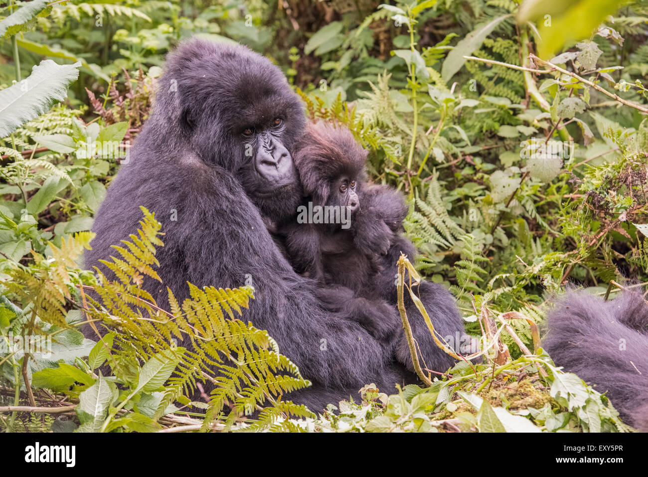 Madre gorilla mentre tiene il suo bambino, Ruanda Foto Stock